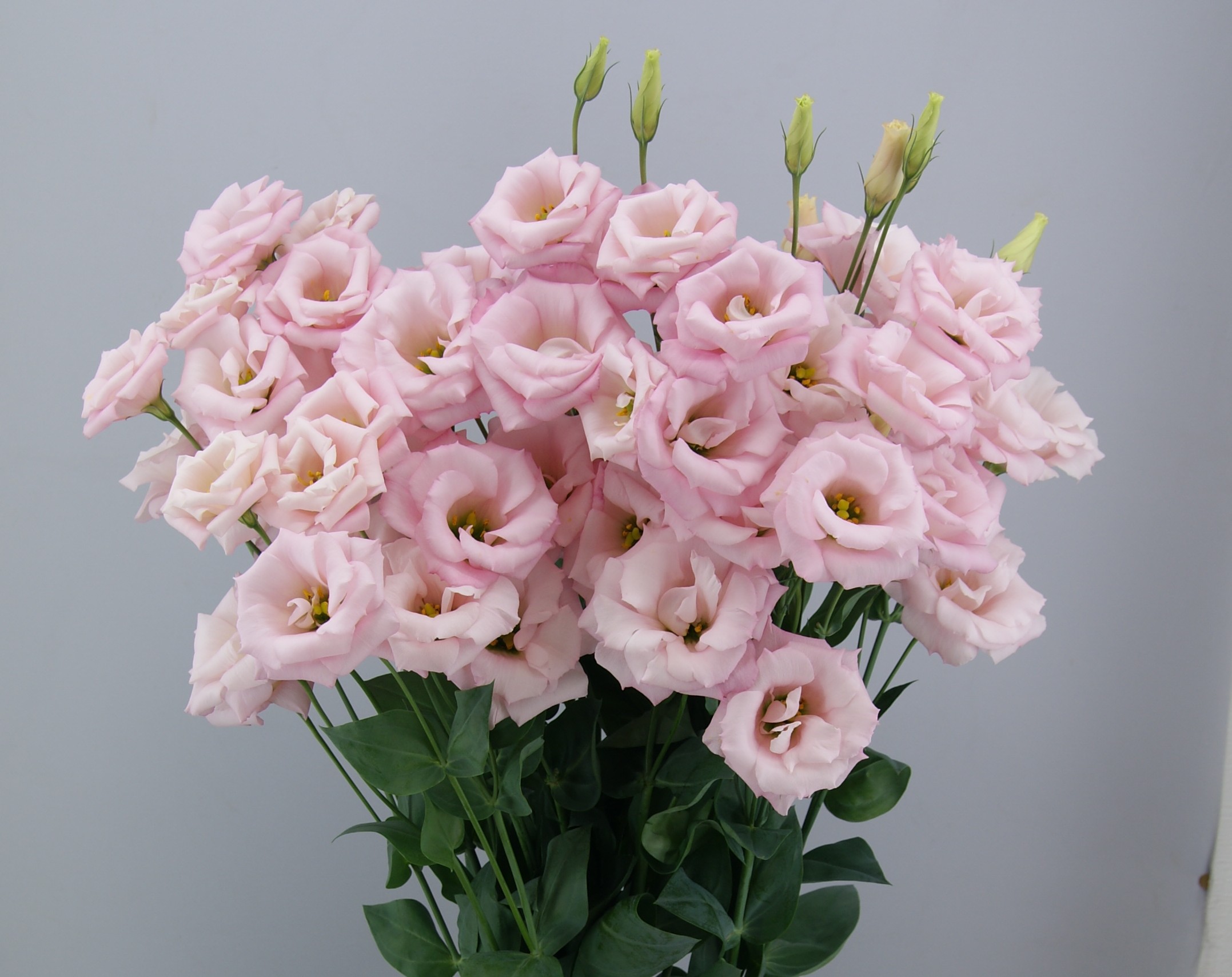 F09-737 Megalo 3 Cherry