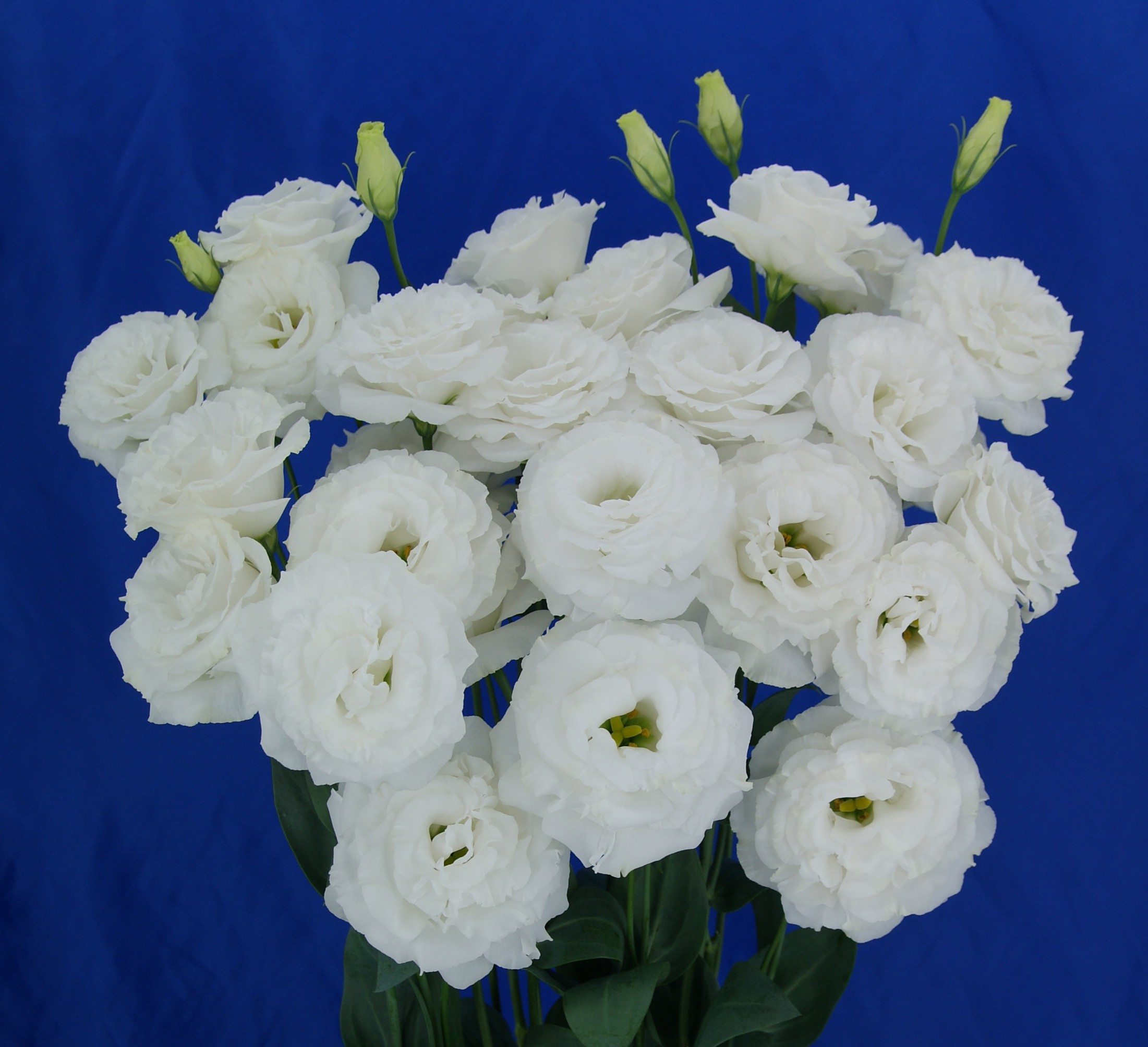 F10-925 Megalo 3 Mega White