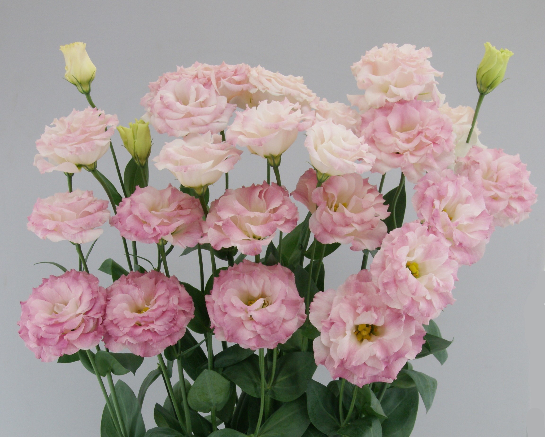 F08-616 Megalo 3 Pink Flash