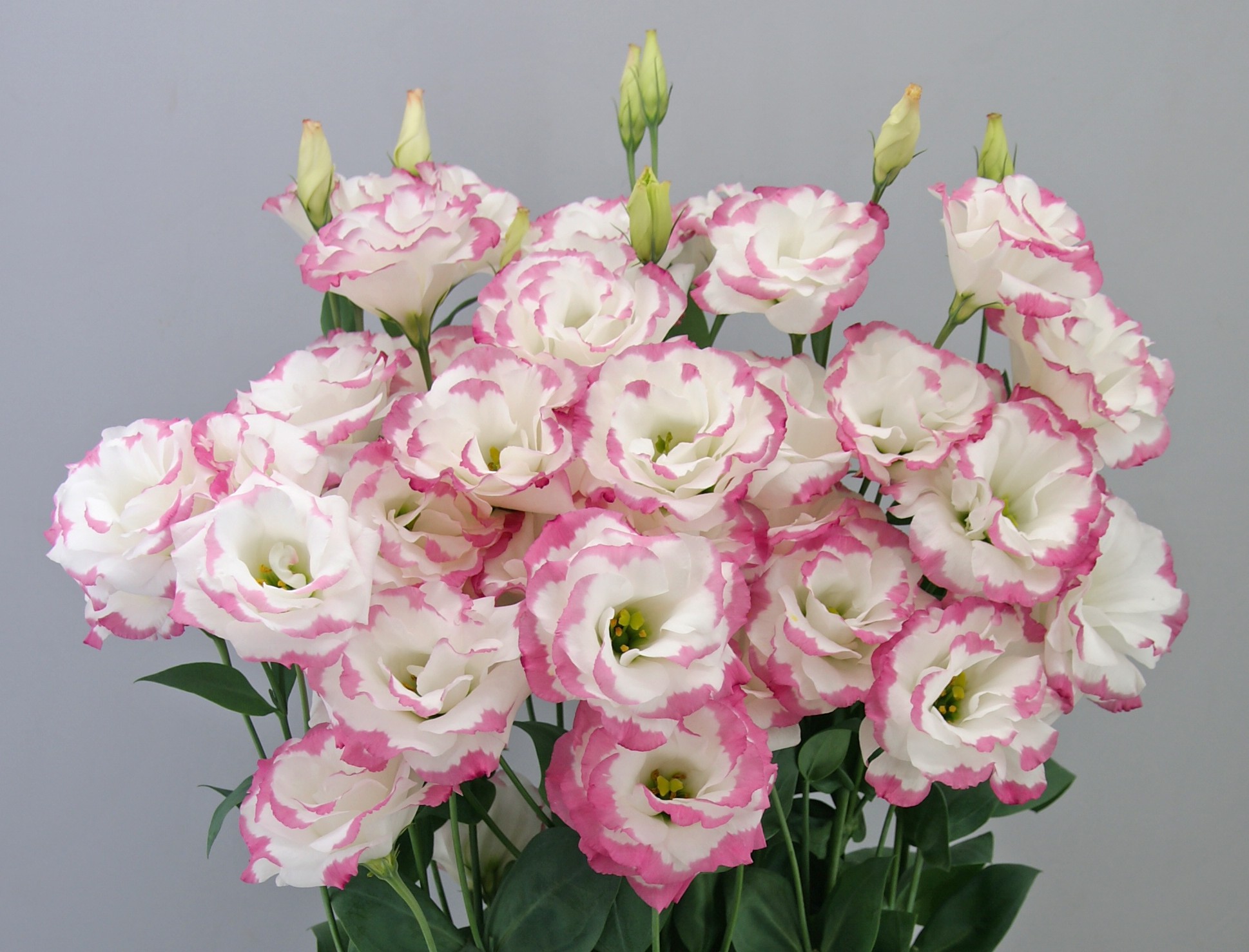 F07-901 Megalo 3 Pink Picotee