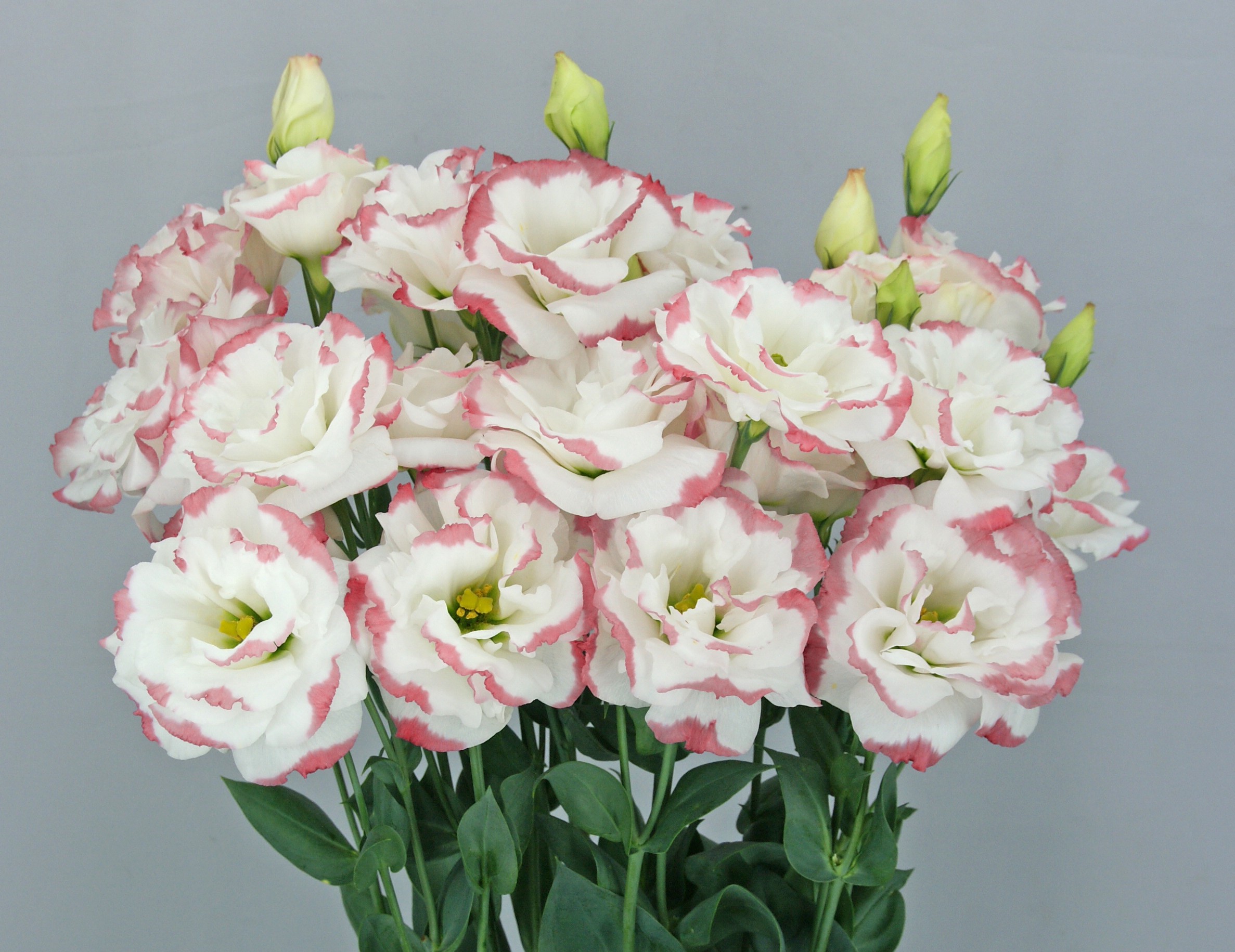 F12-443 Megalo 3 Pink Rim