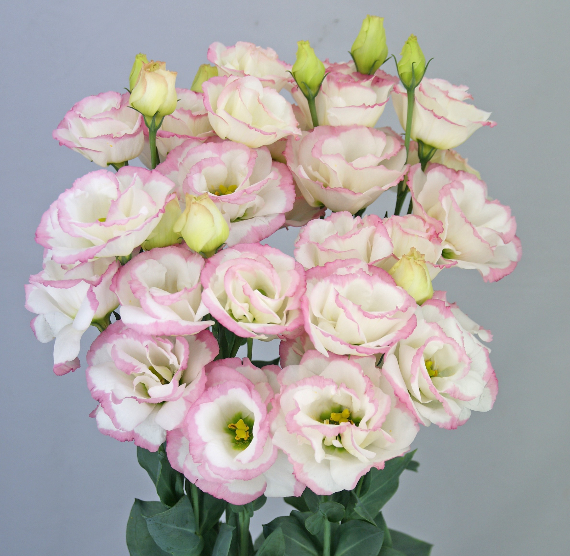 F12-715 Megalo 3 Pop Pink