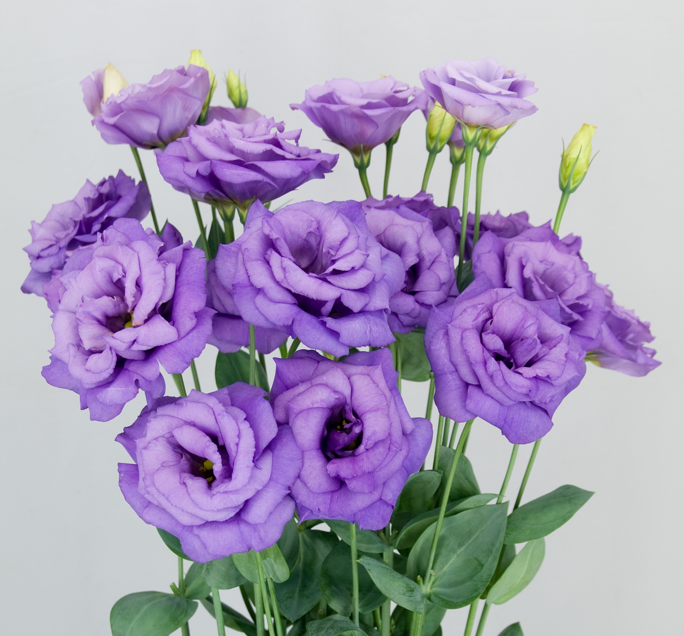 F12-503 Megalo 3 Retro Blue