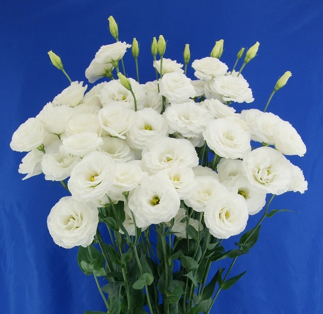 F08-909 Megalo 3 Snow