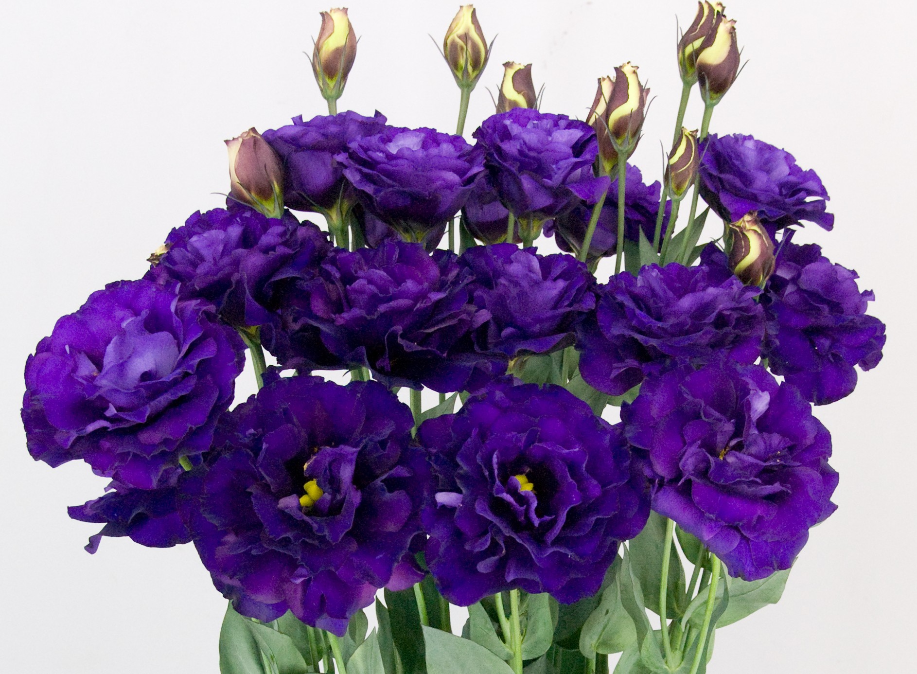 F12-824 Megalo 3 Violet