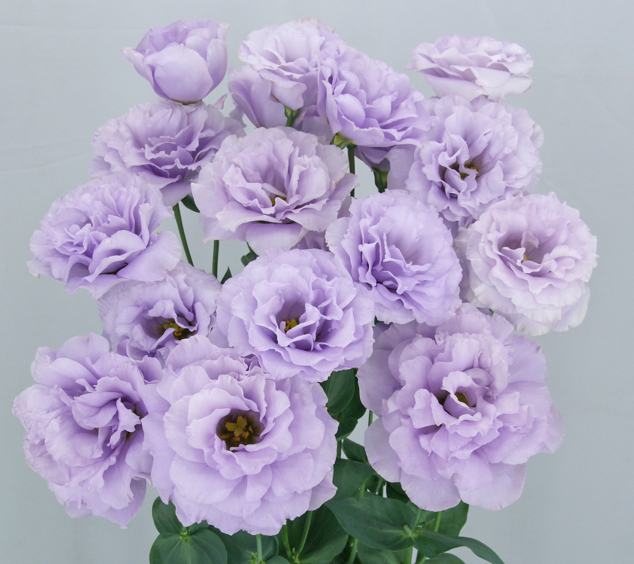 F11-634 Megalo 3 Wisteria