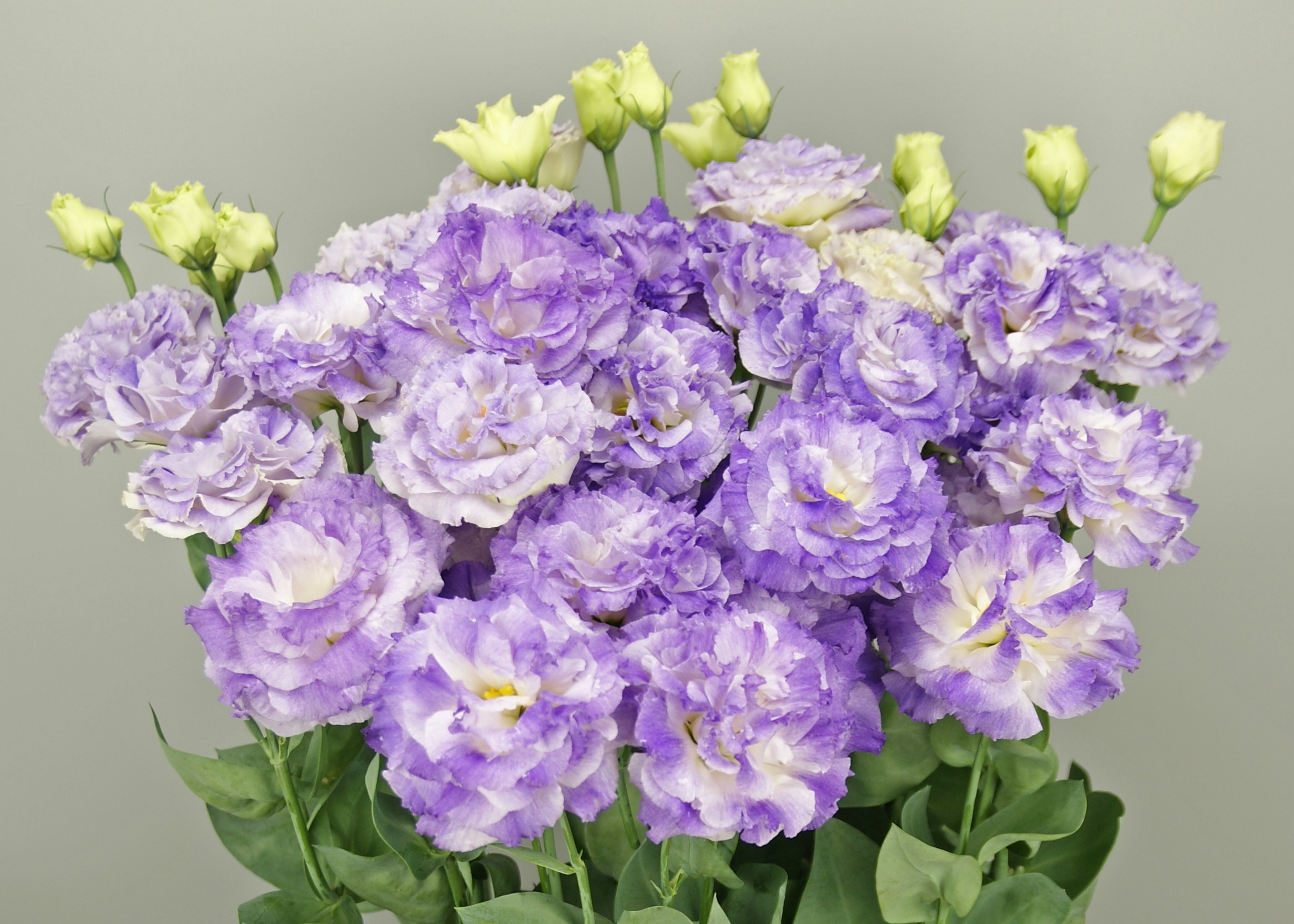 F17-327 Megalo 4 Blue Squash