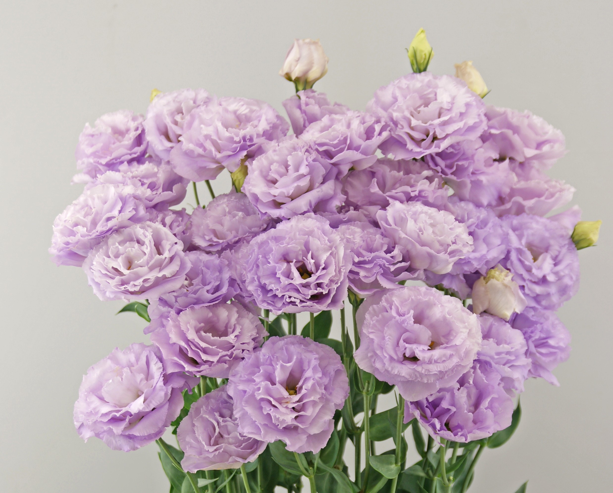 F16-165 Grace 1 Lavender