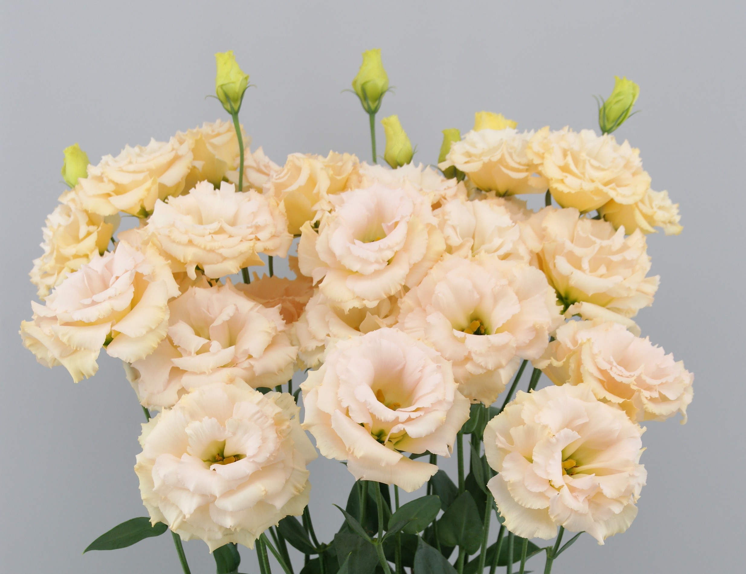 F14-743 Grace 1 Orange