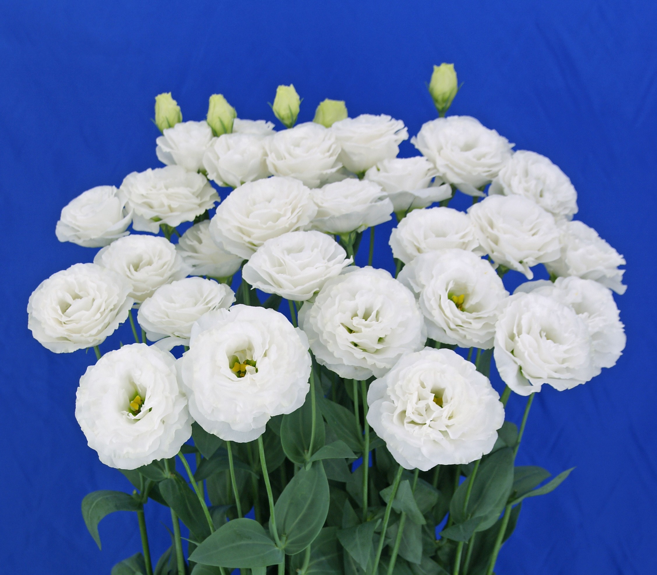 F14-353 Prime 3 White