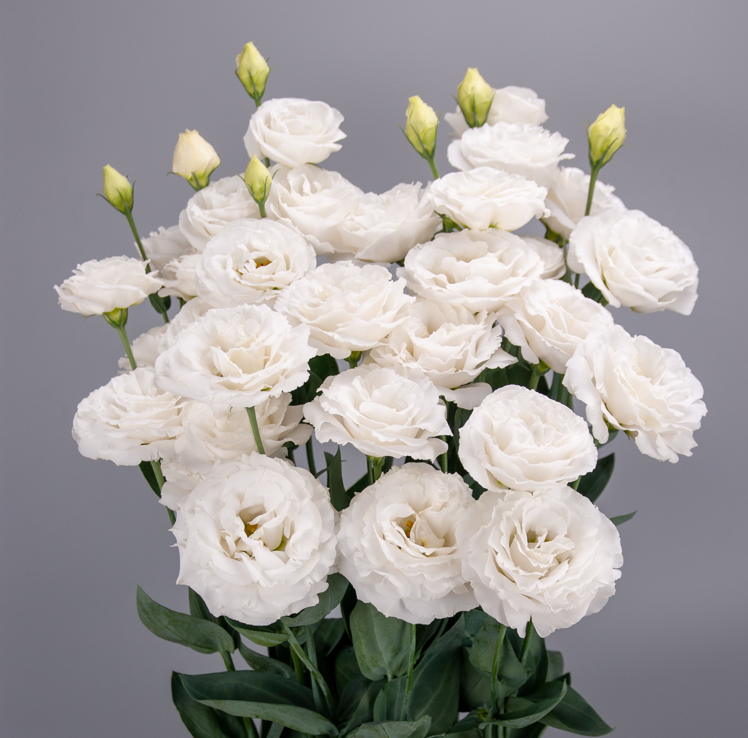 F19-579 Prime 3 White ver.2