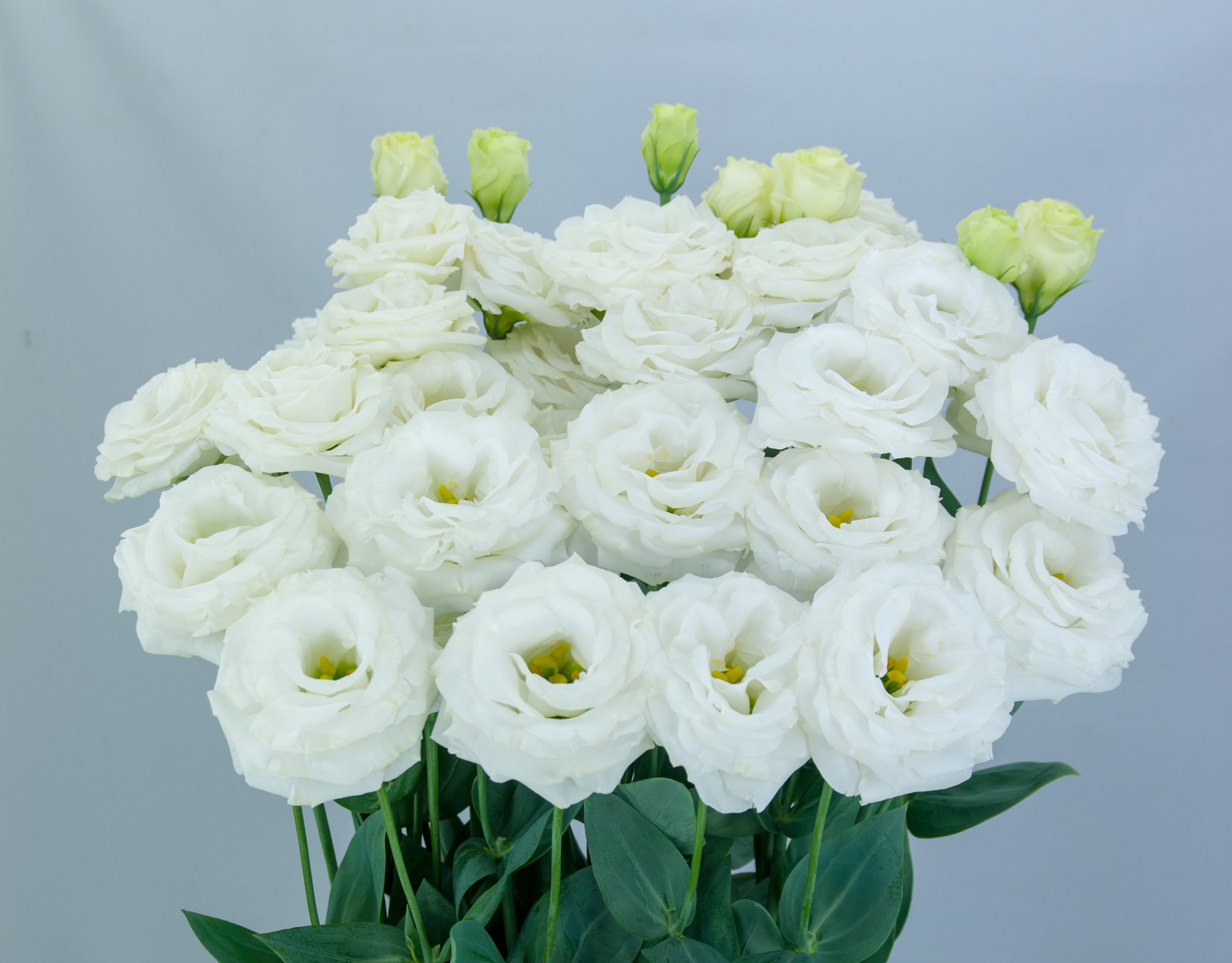 F13-318 Wedding 2 Cake