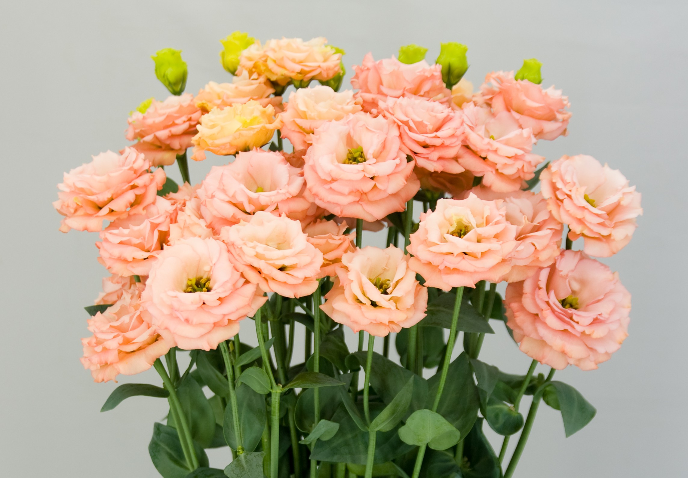 F14-051 Subrina 1 Orange