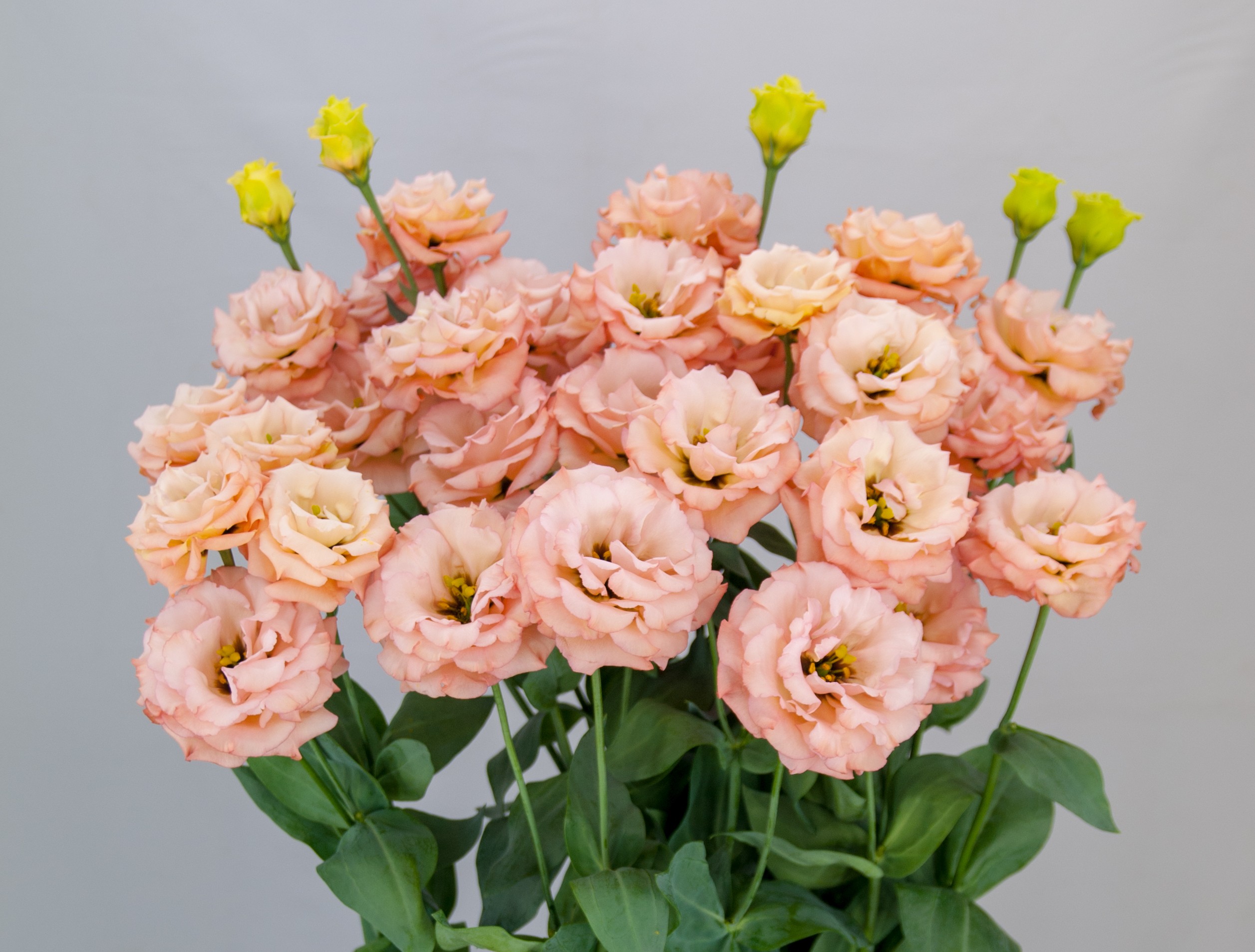 F13-428 Sabrina 1 Mango