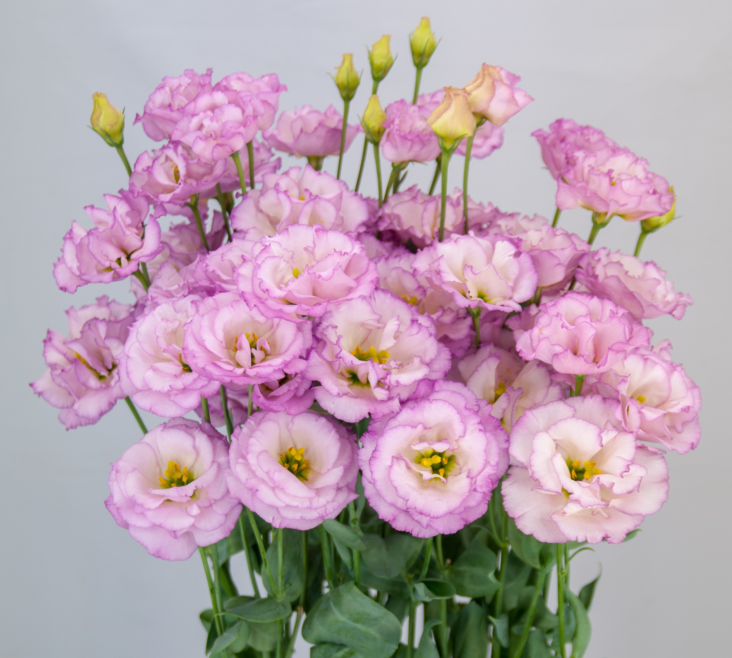 F11-105 Arosa 1 Lilac