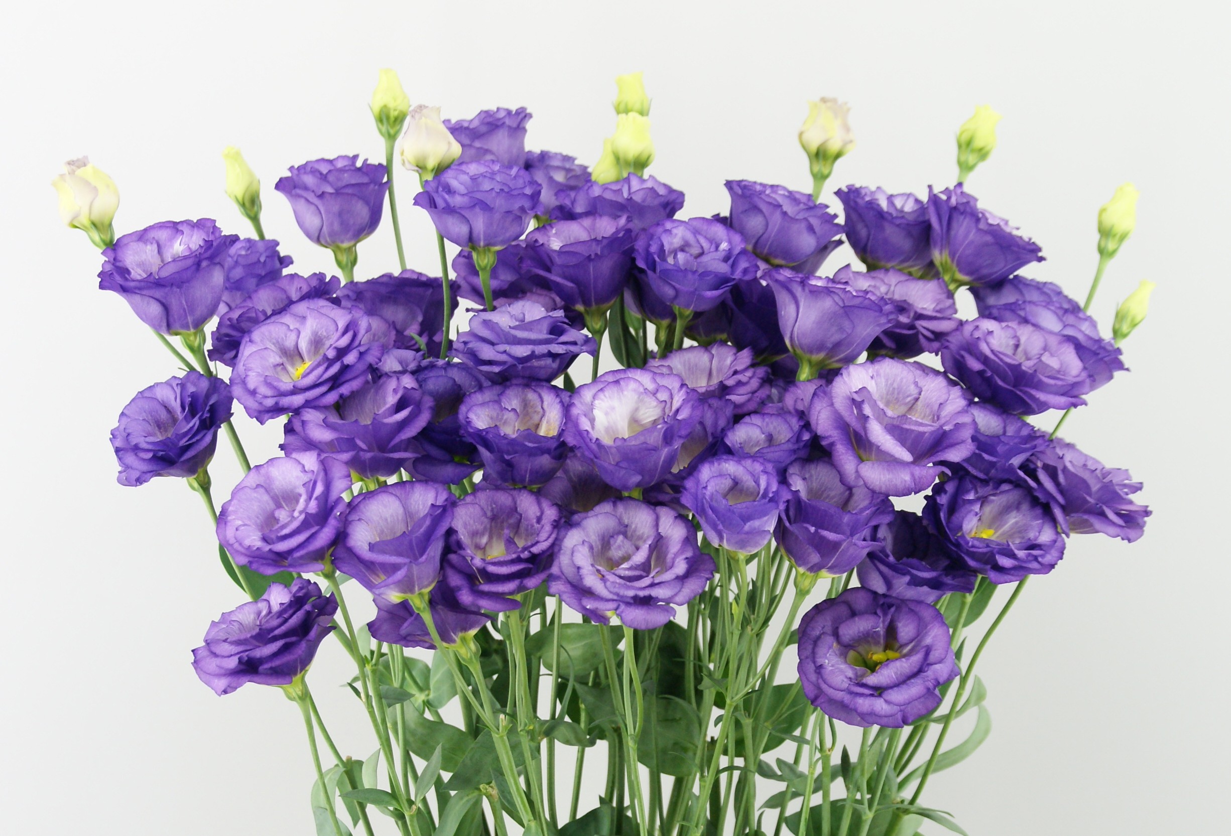 F14-037 Arosa 1 Sky Blue