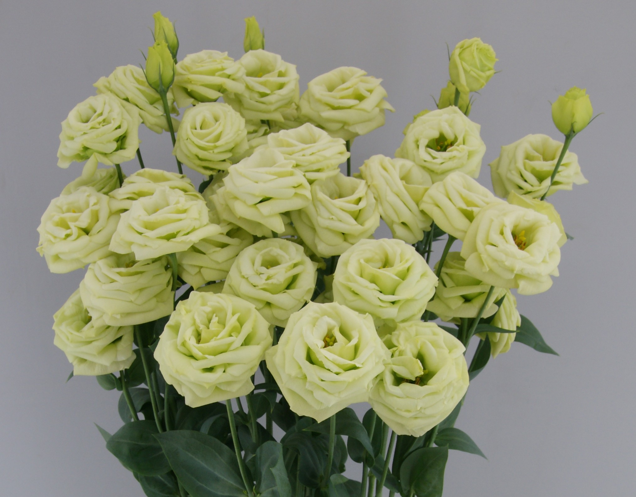 F08-931 Arosa 2 Green