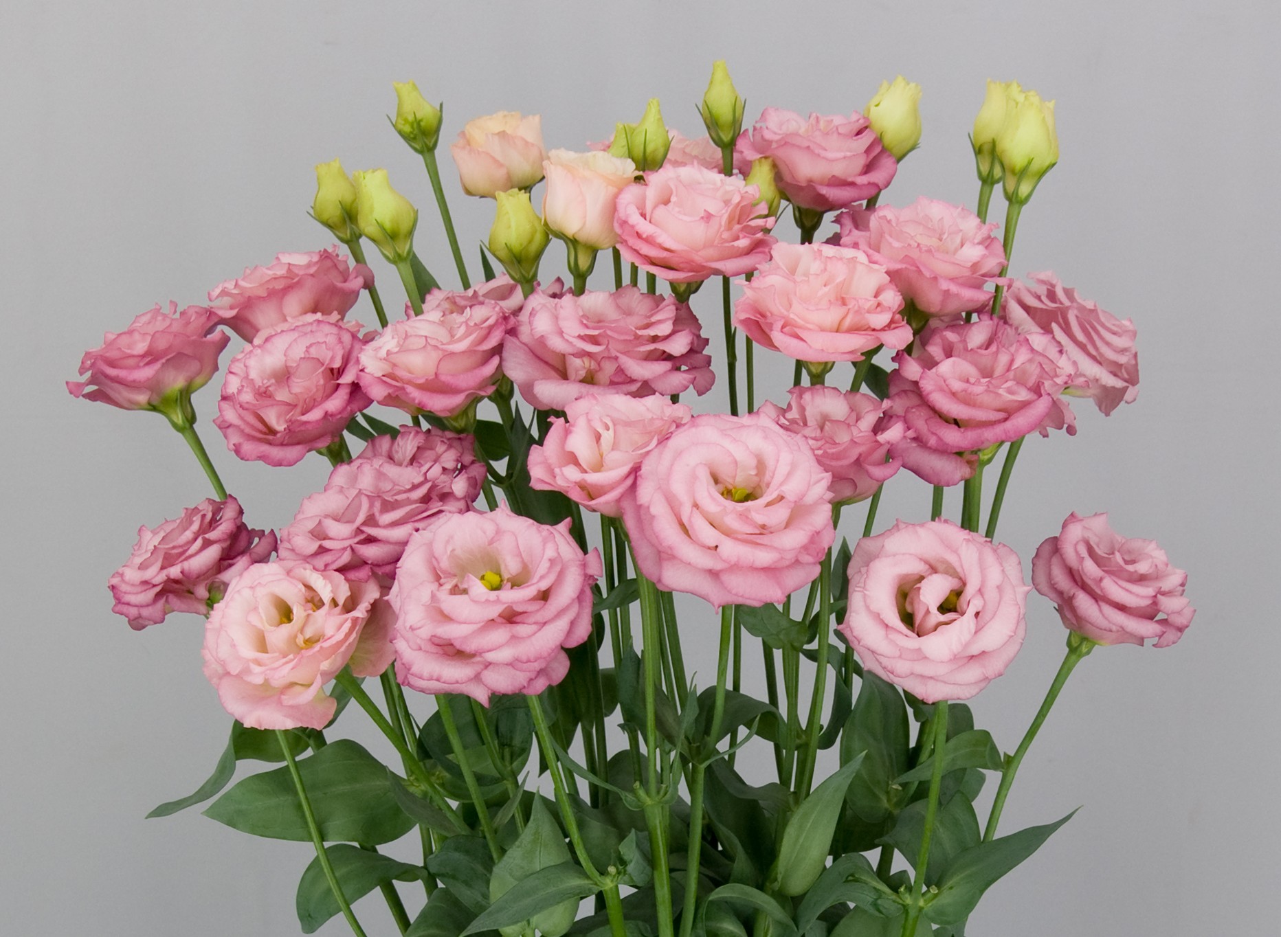 F12-430 Arosa 2 Peach