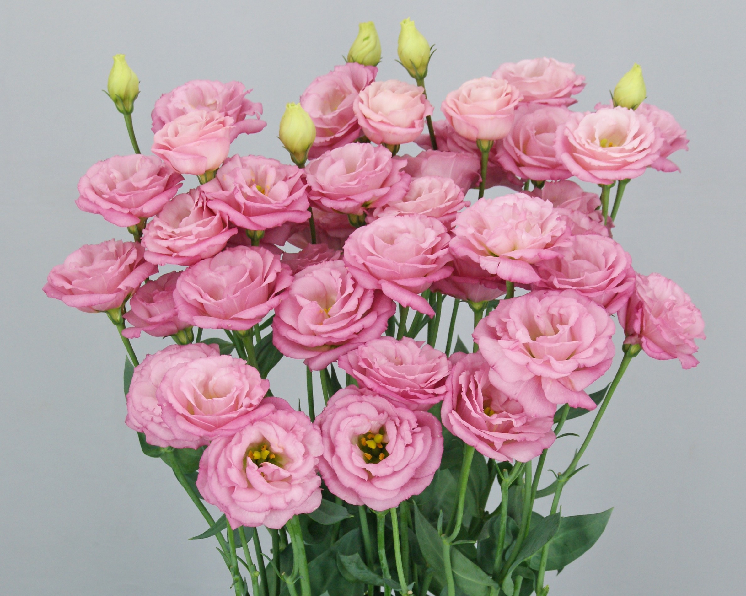 F12-116 Arosa 2 Pretty