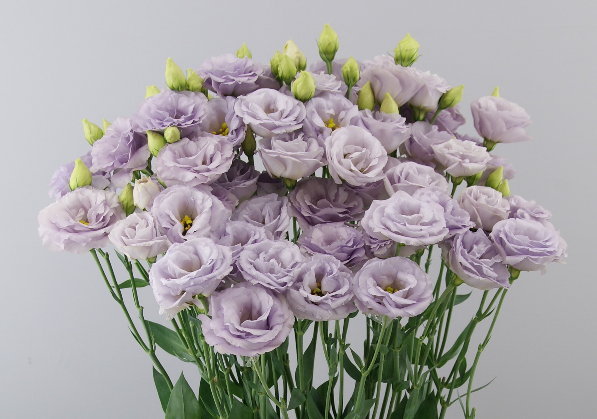 F16-237 Arosa 2 Silver Lavender