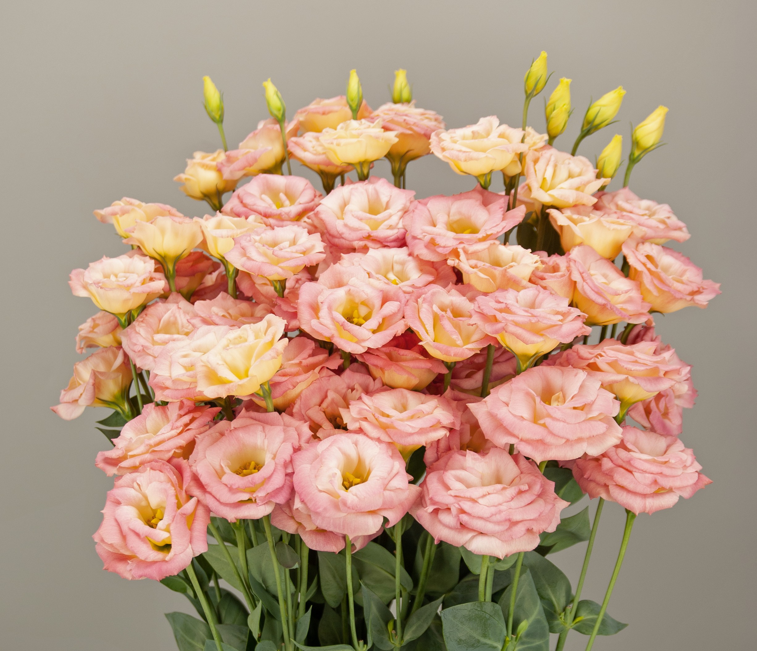 F18-202 Arosa 3 Champagne ver.2