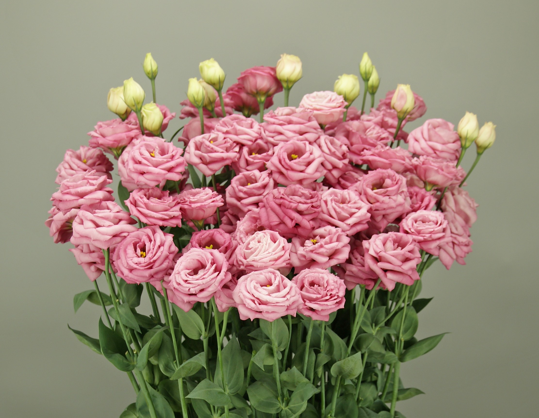 F18-222 Arosa 3 Deep Pink