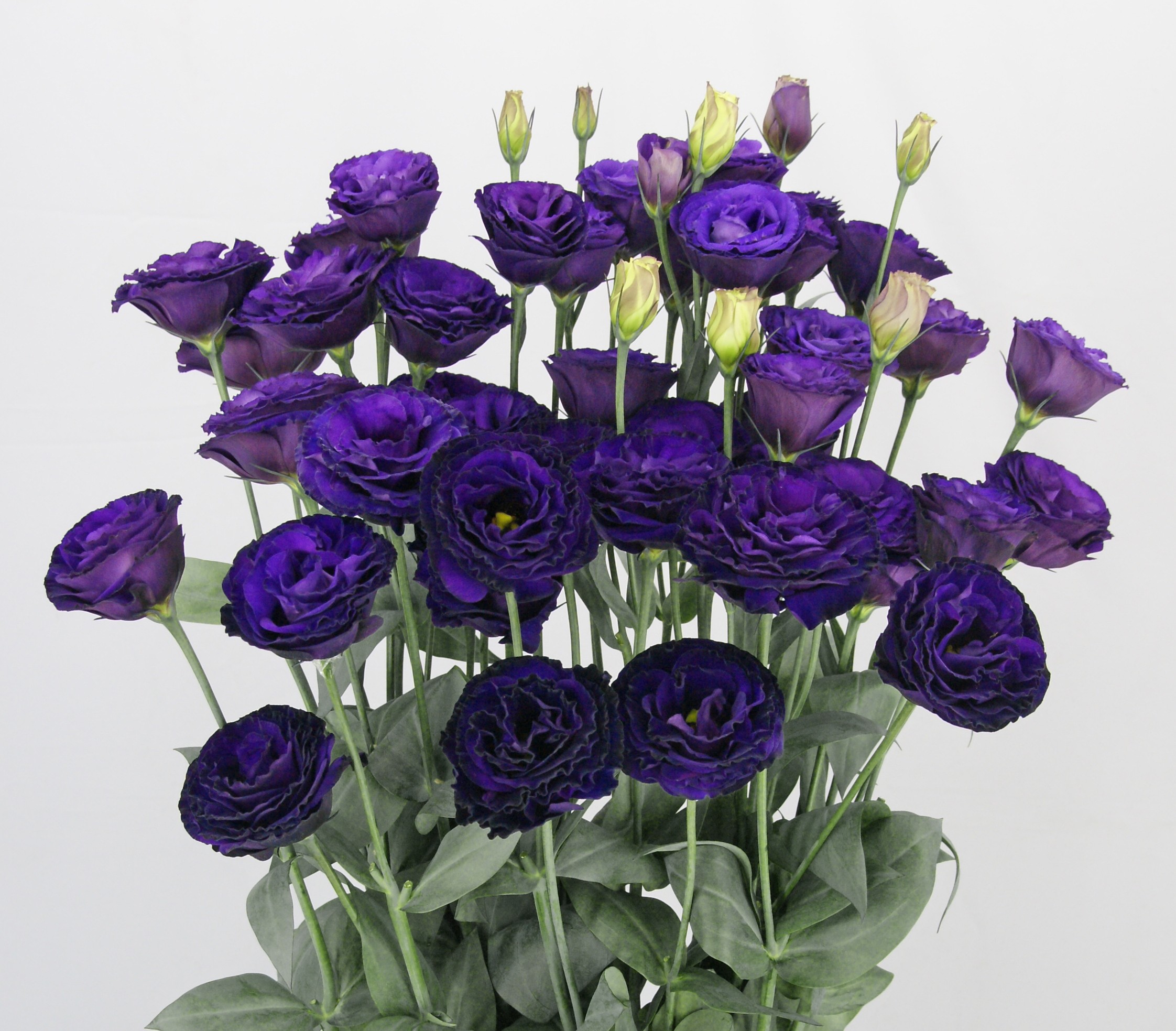 F11-845 Arosa 3 Violet