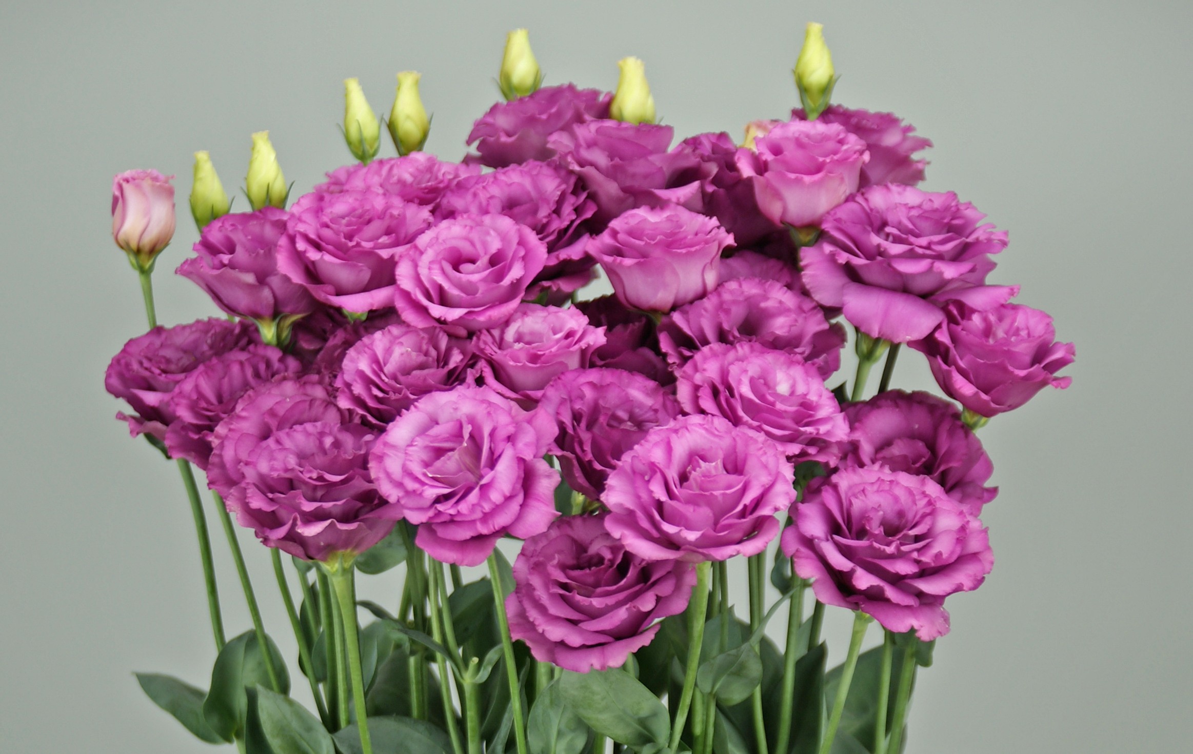 F16-935 Arosa 3 Wine