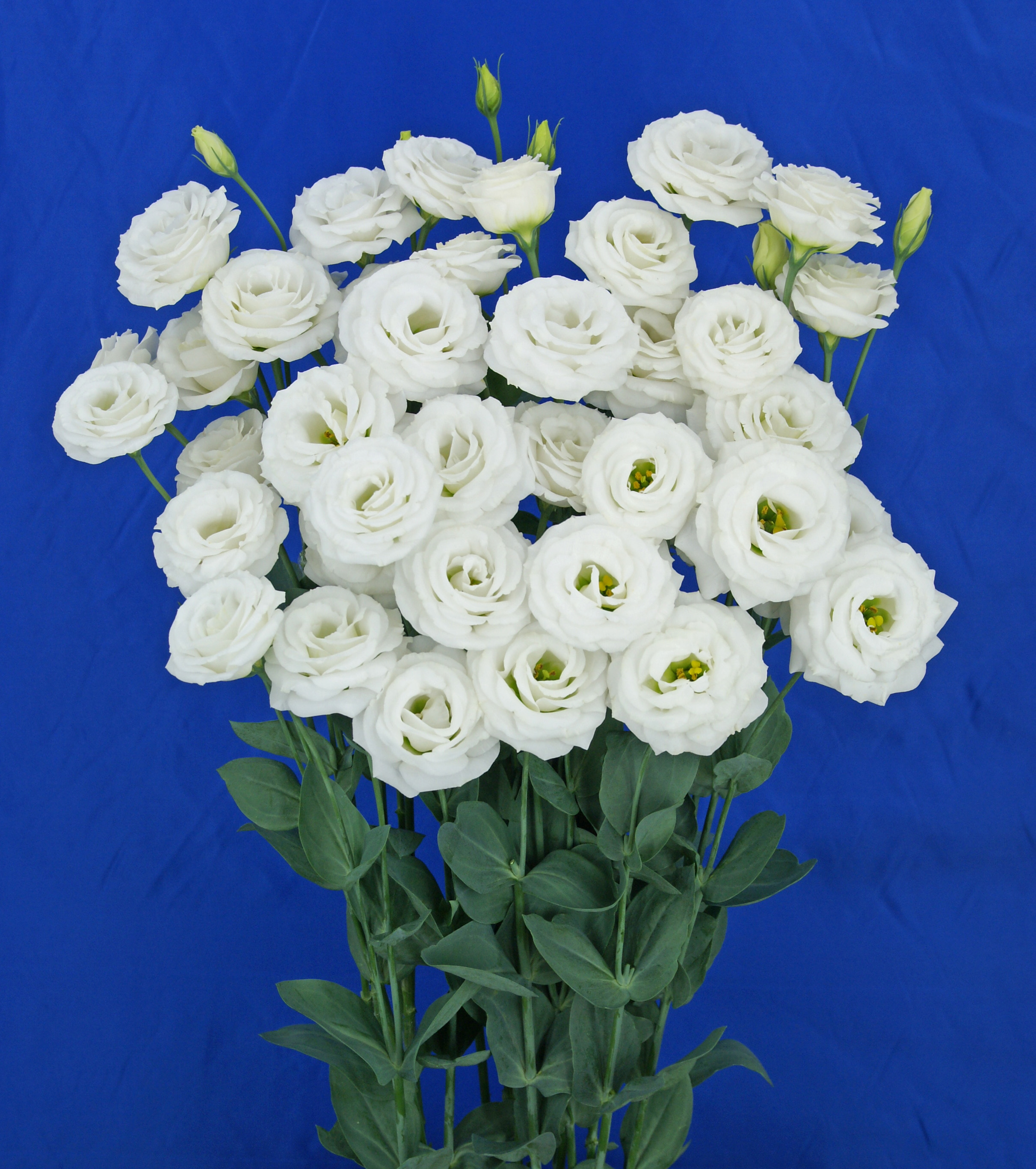 F13-460 Arosa 4 Pure White