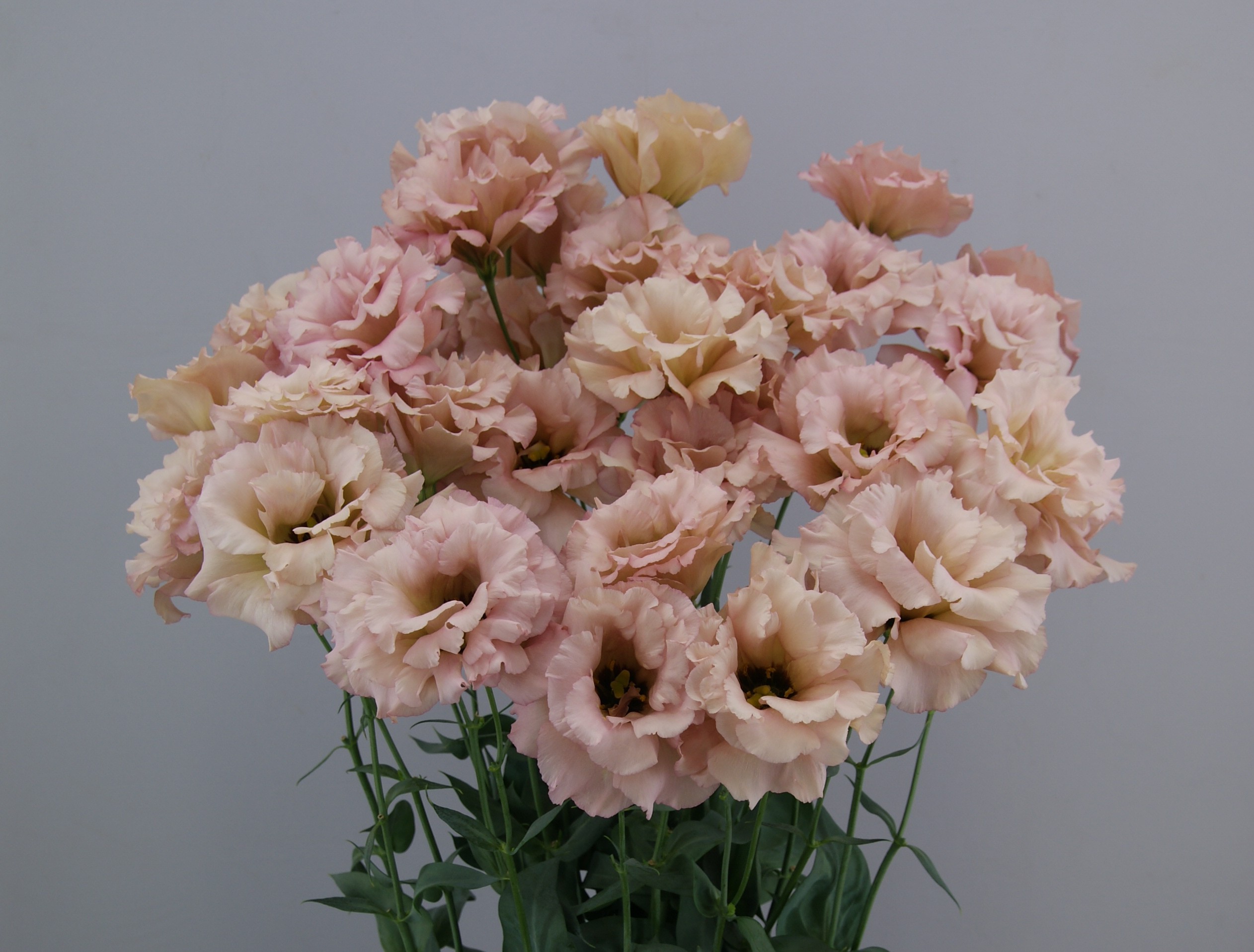 F10-514 Celeb 1 Beige Neo