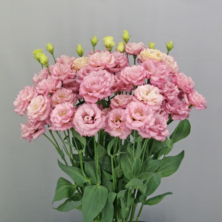 F11-562 Celeb 1 Deep Pink