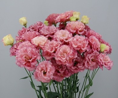 F07-537 Celeb 1 Rouge