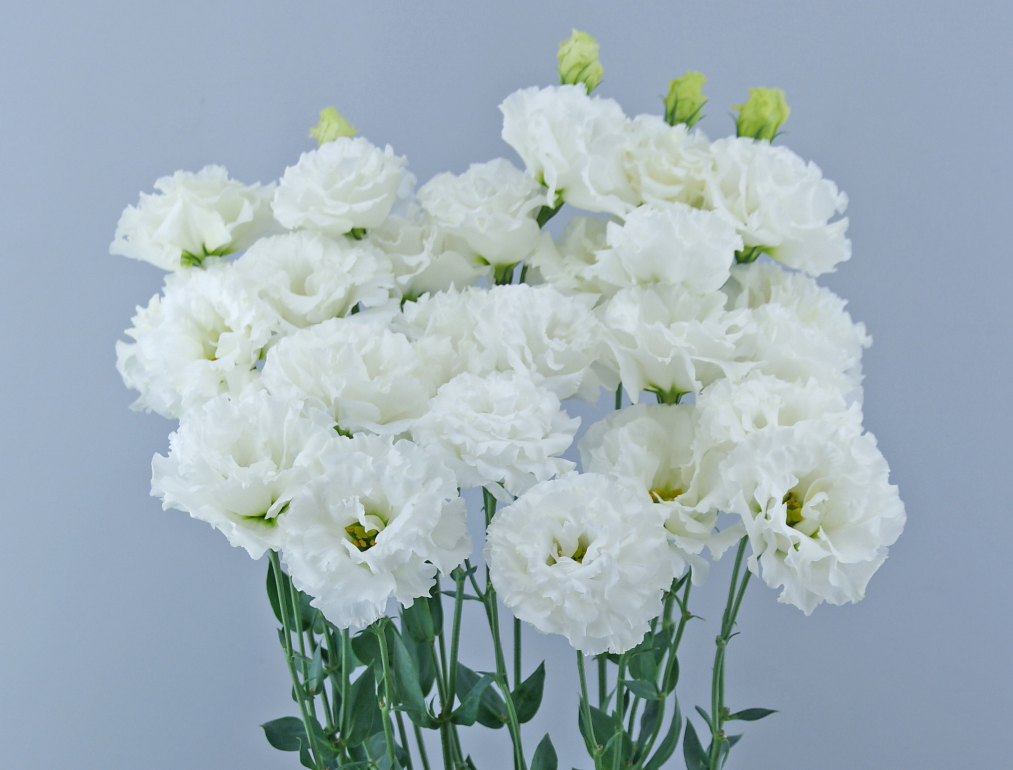 F16-008 Celeb 1 Vanilla 