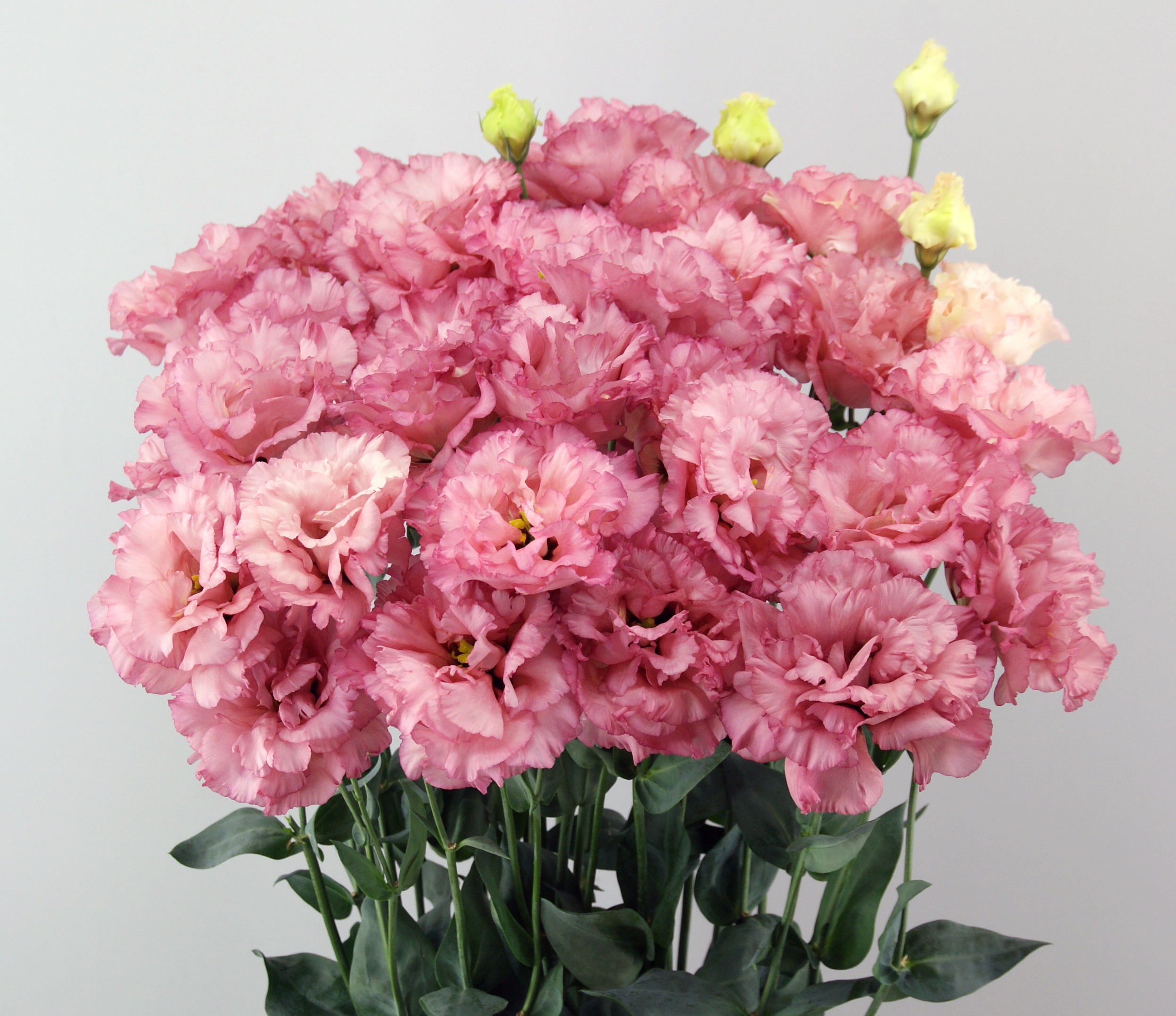 F15-348 Celeb 2 Garnet