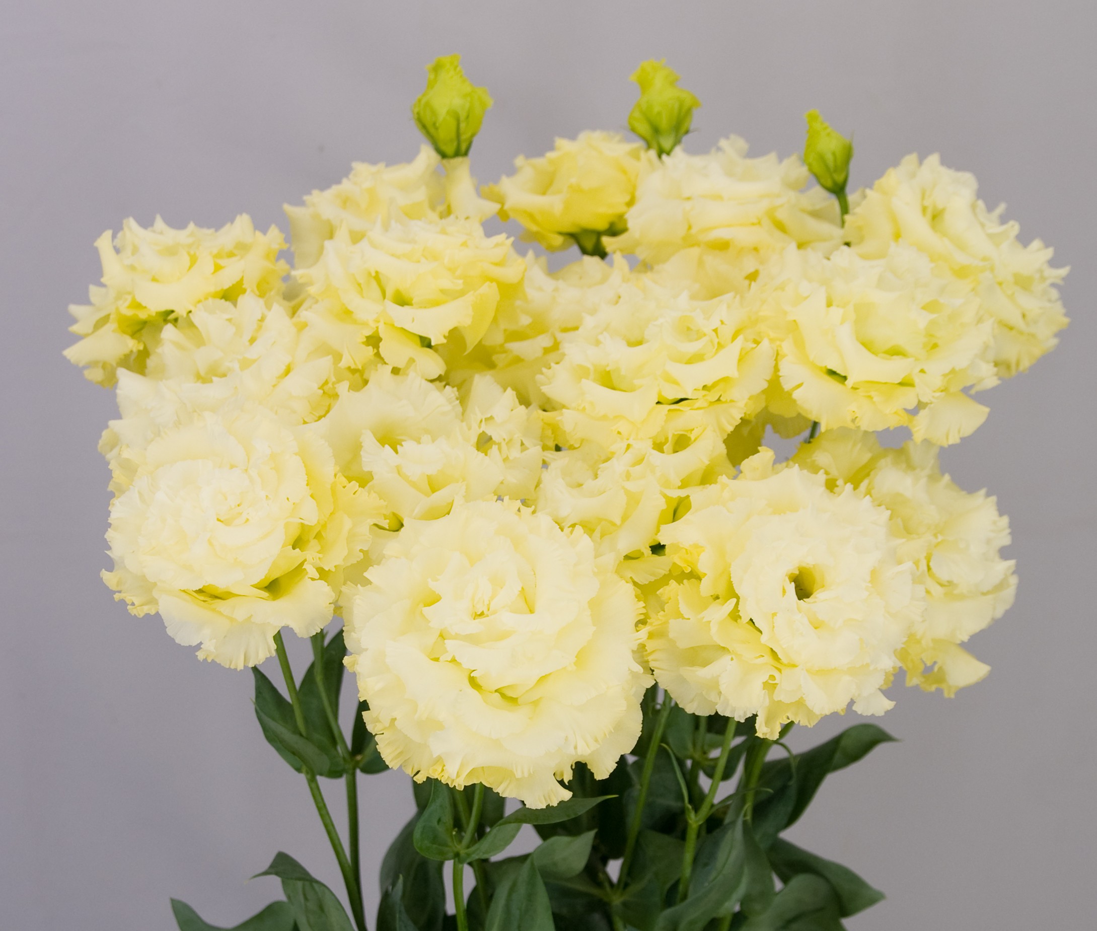 F11-609 Celeb 2 Gold