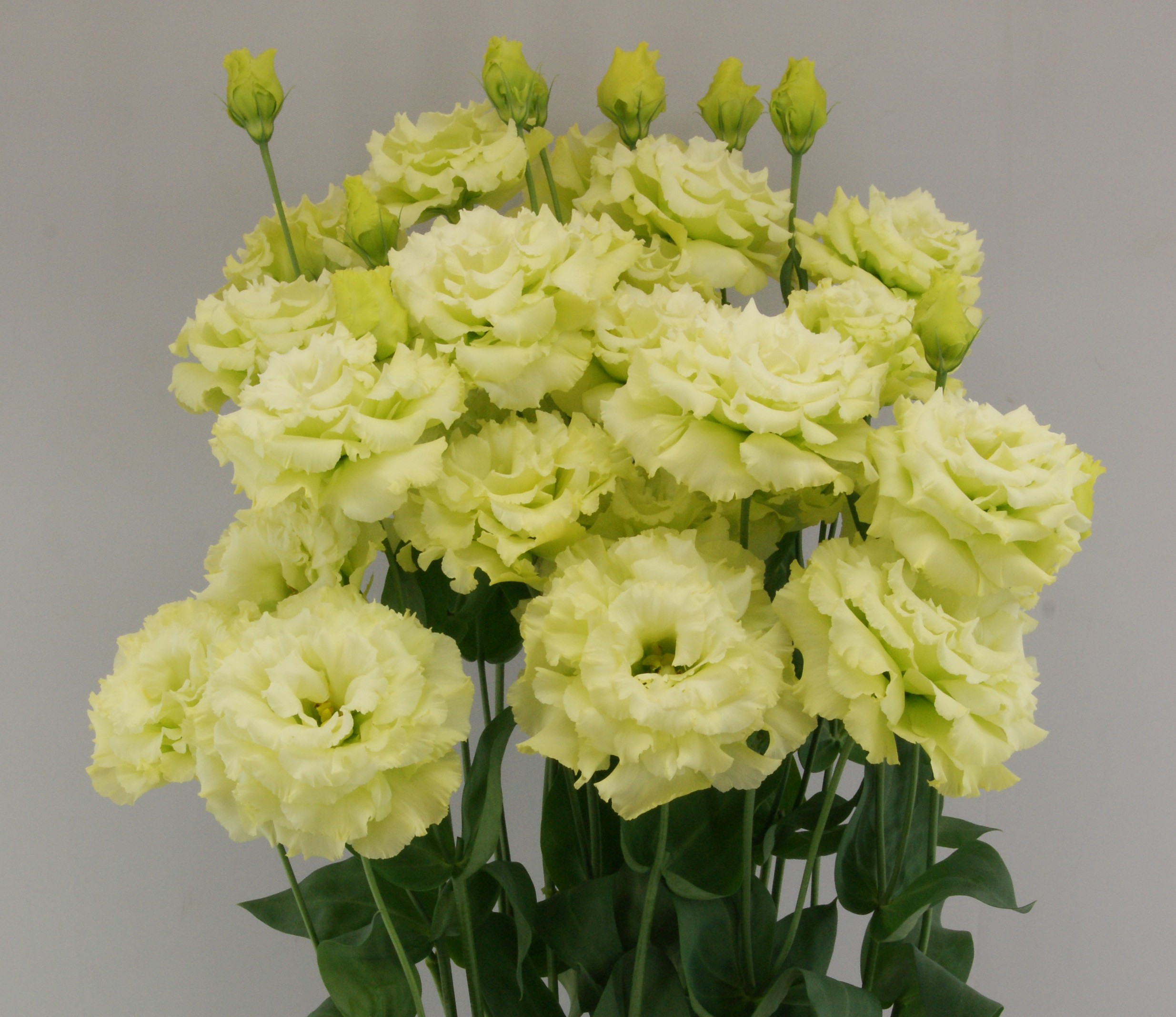 F07-064 Celeb 2 Green