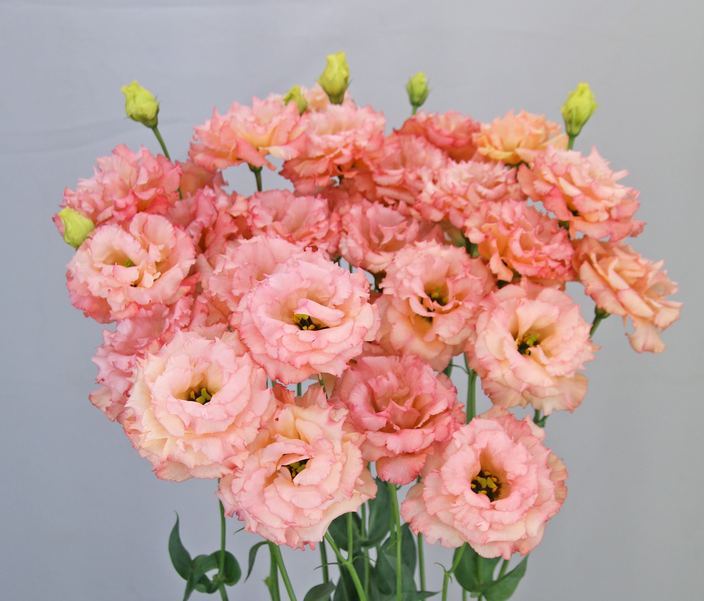 F11-139 Celeb 2 Honey Pink