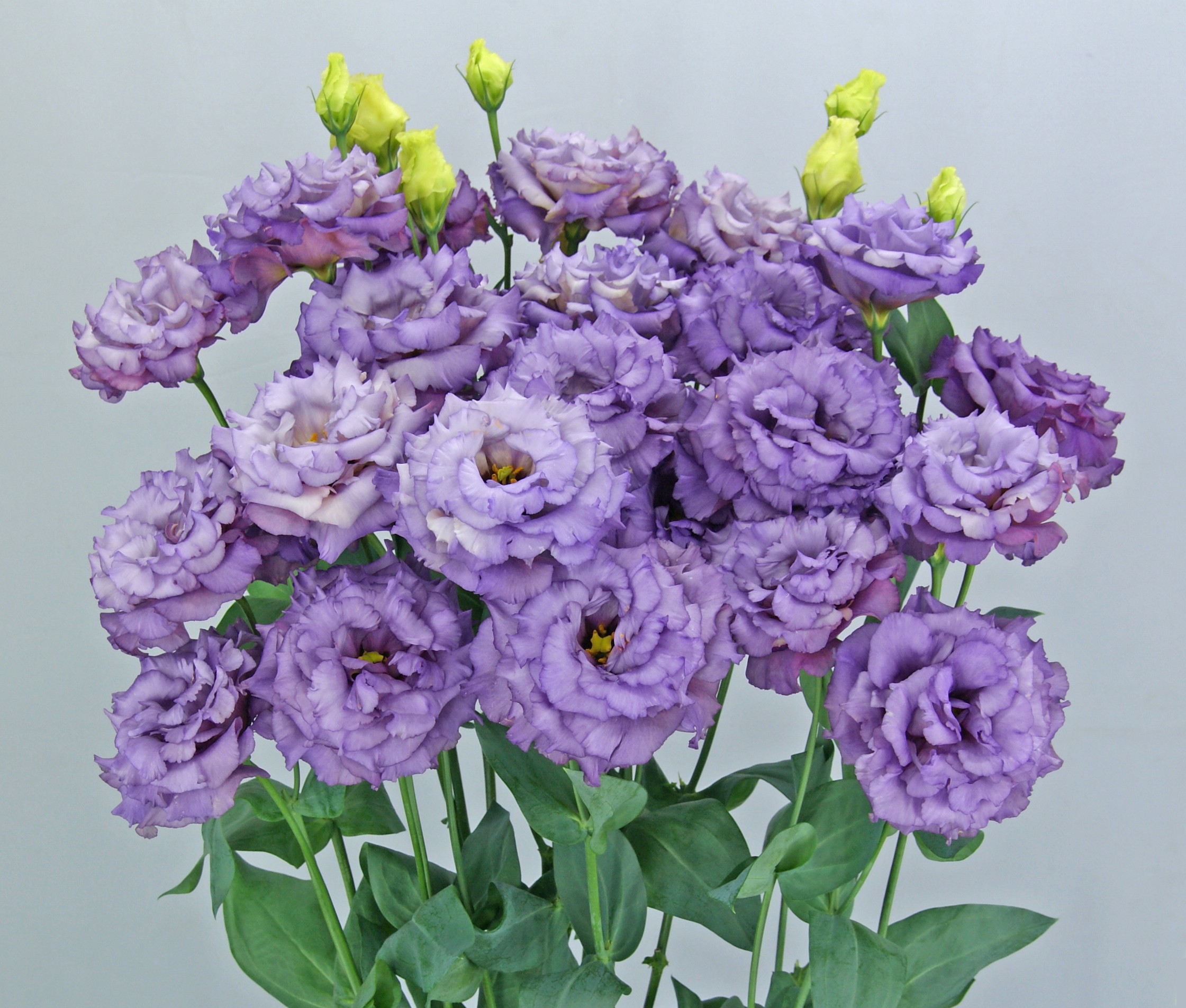 F11-648 Celeb 2 Metalic Blue