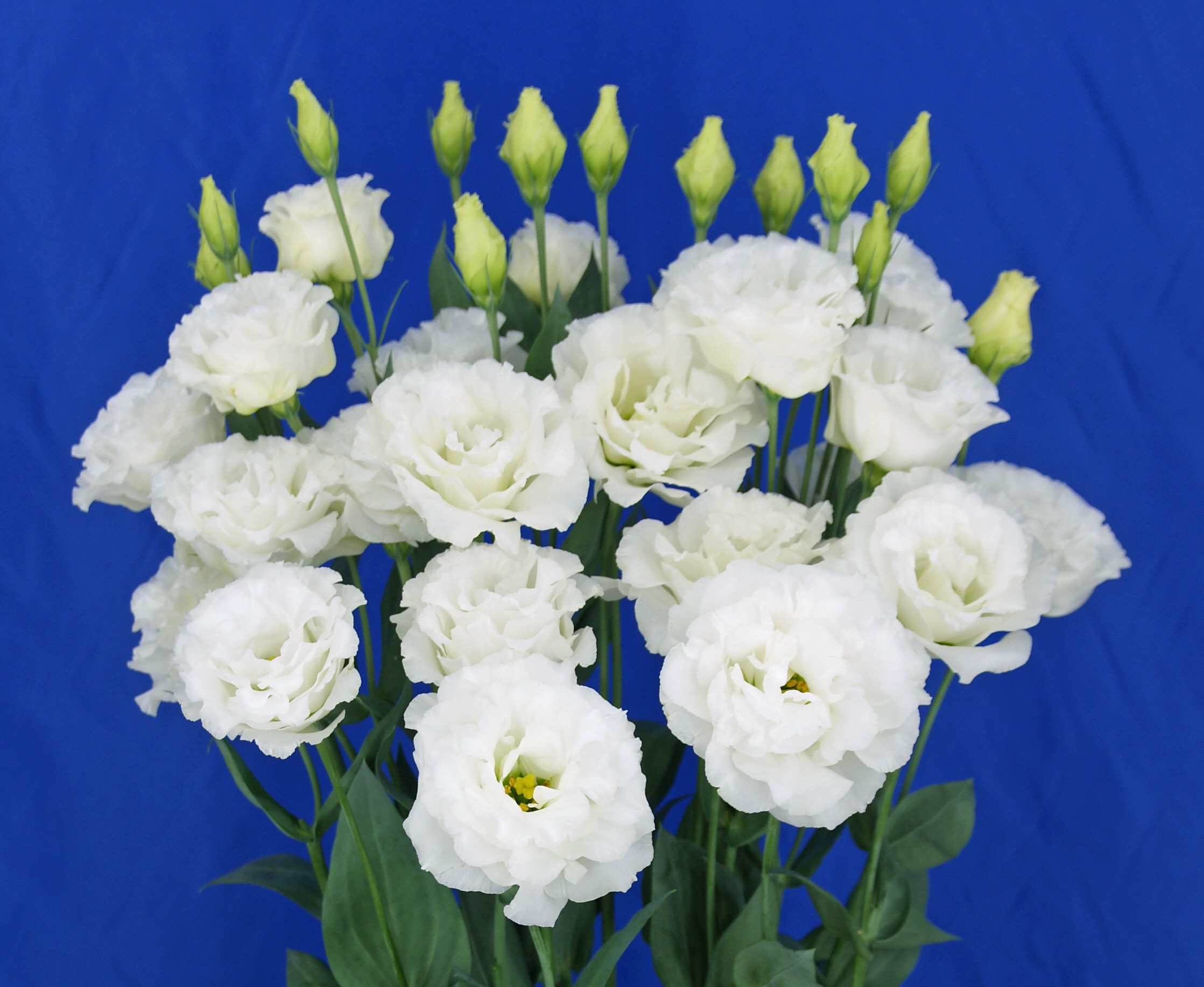 F12-034 Celeb 2 Milky