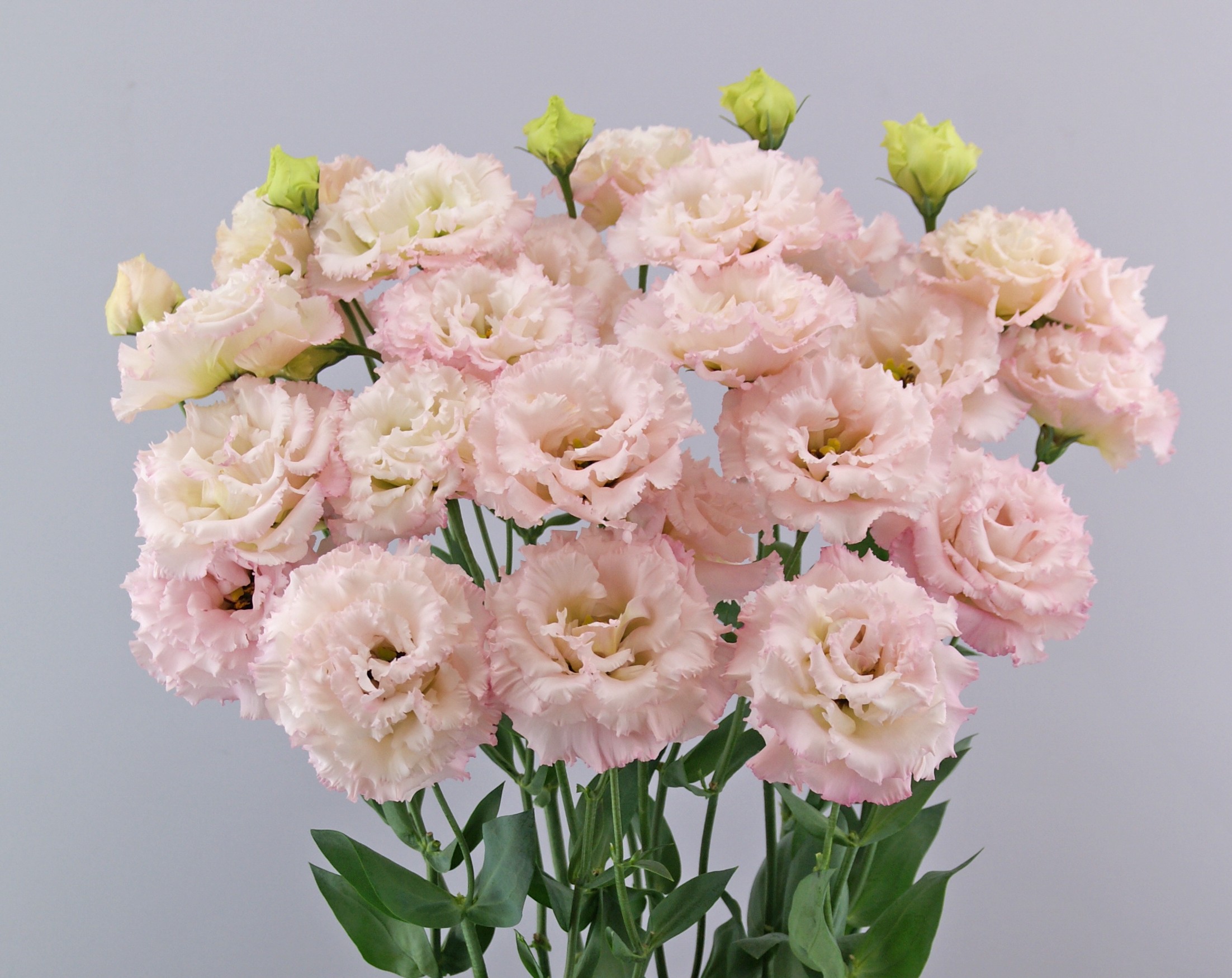 F16-706 Celeb 2 Misty Pink