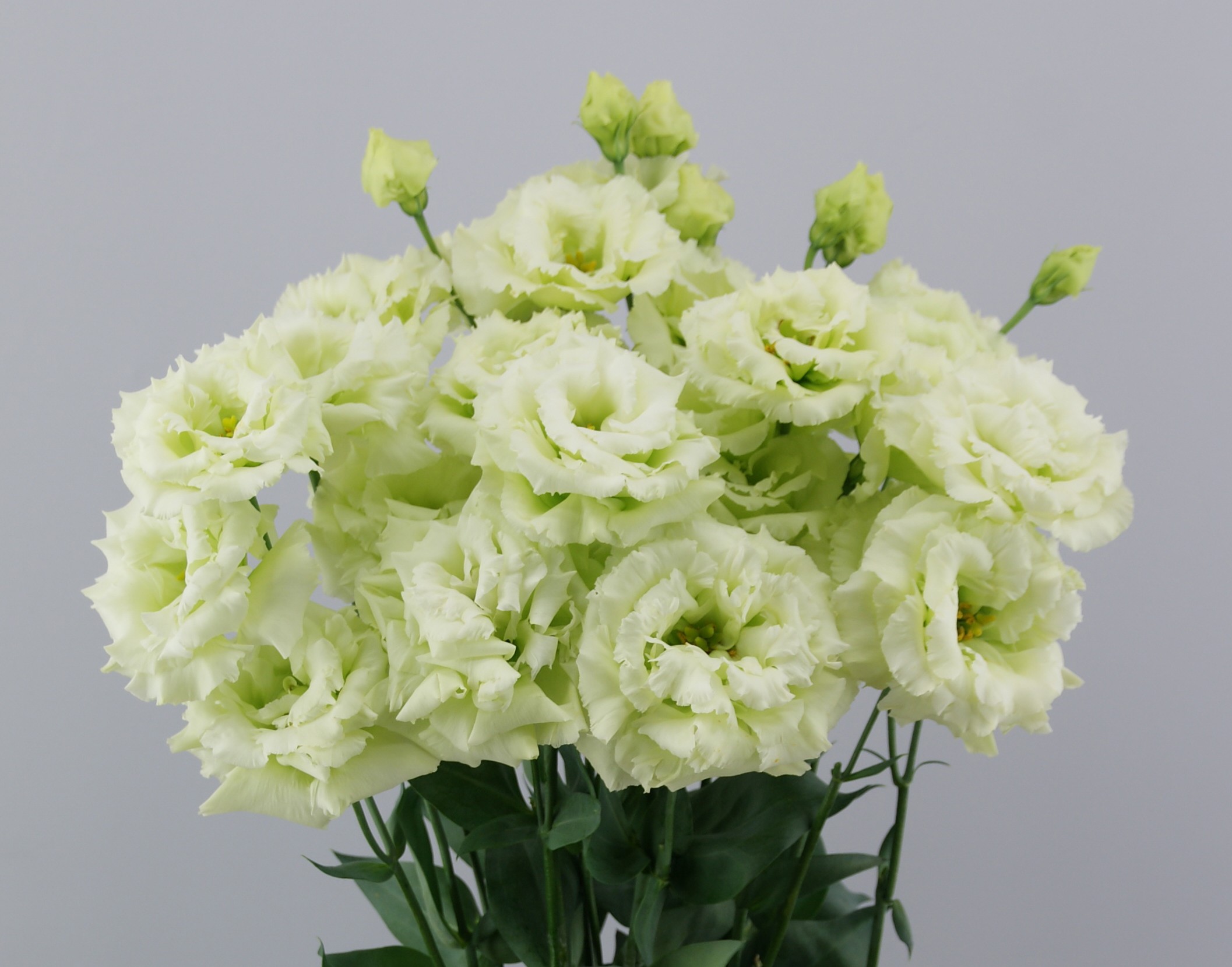 F14-766 Celeb 2 More Green