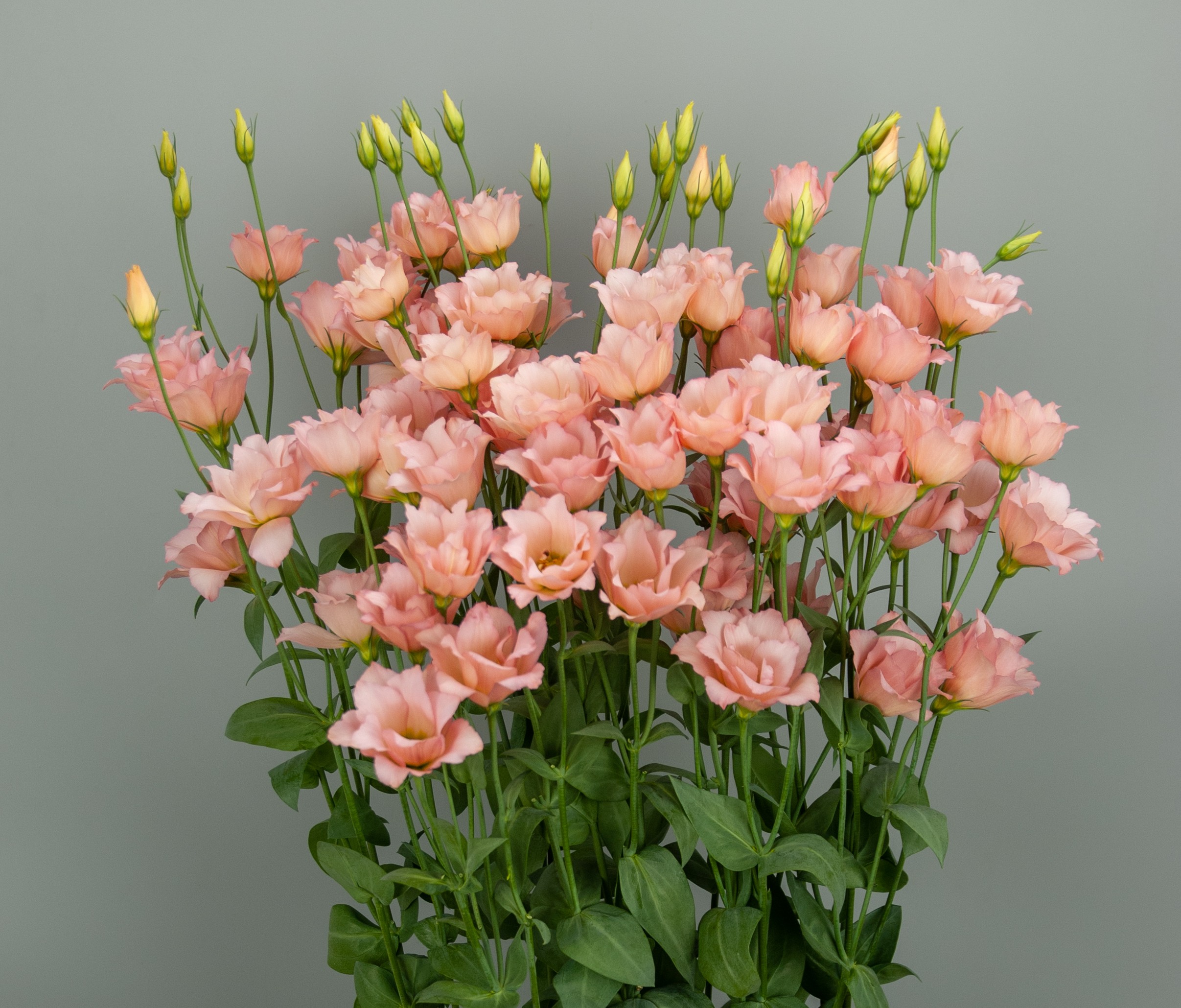 F20-201 Macherina Apricot