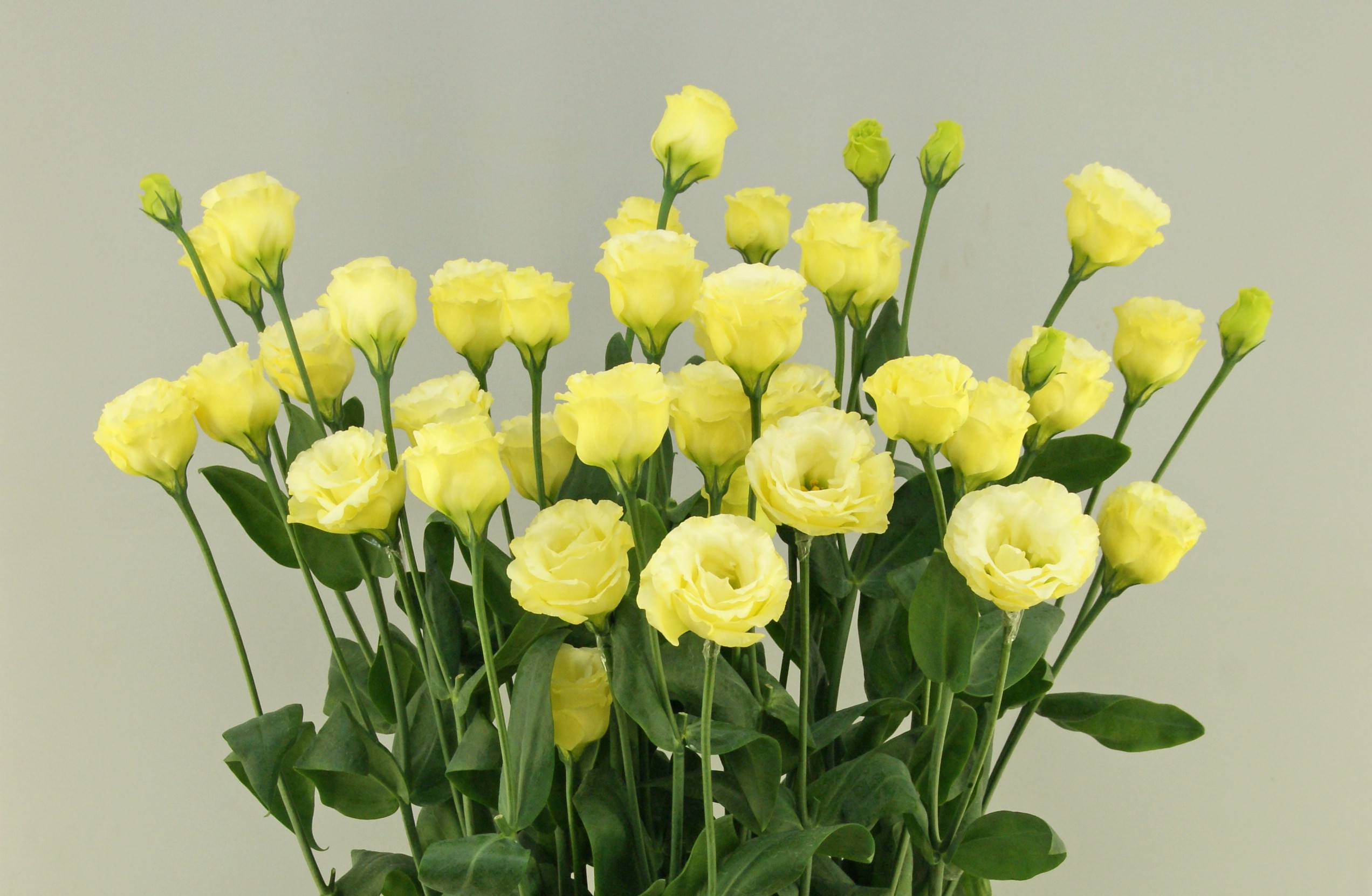 F06-040 Little Summer 1 Gold