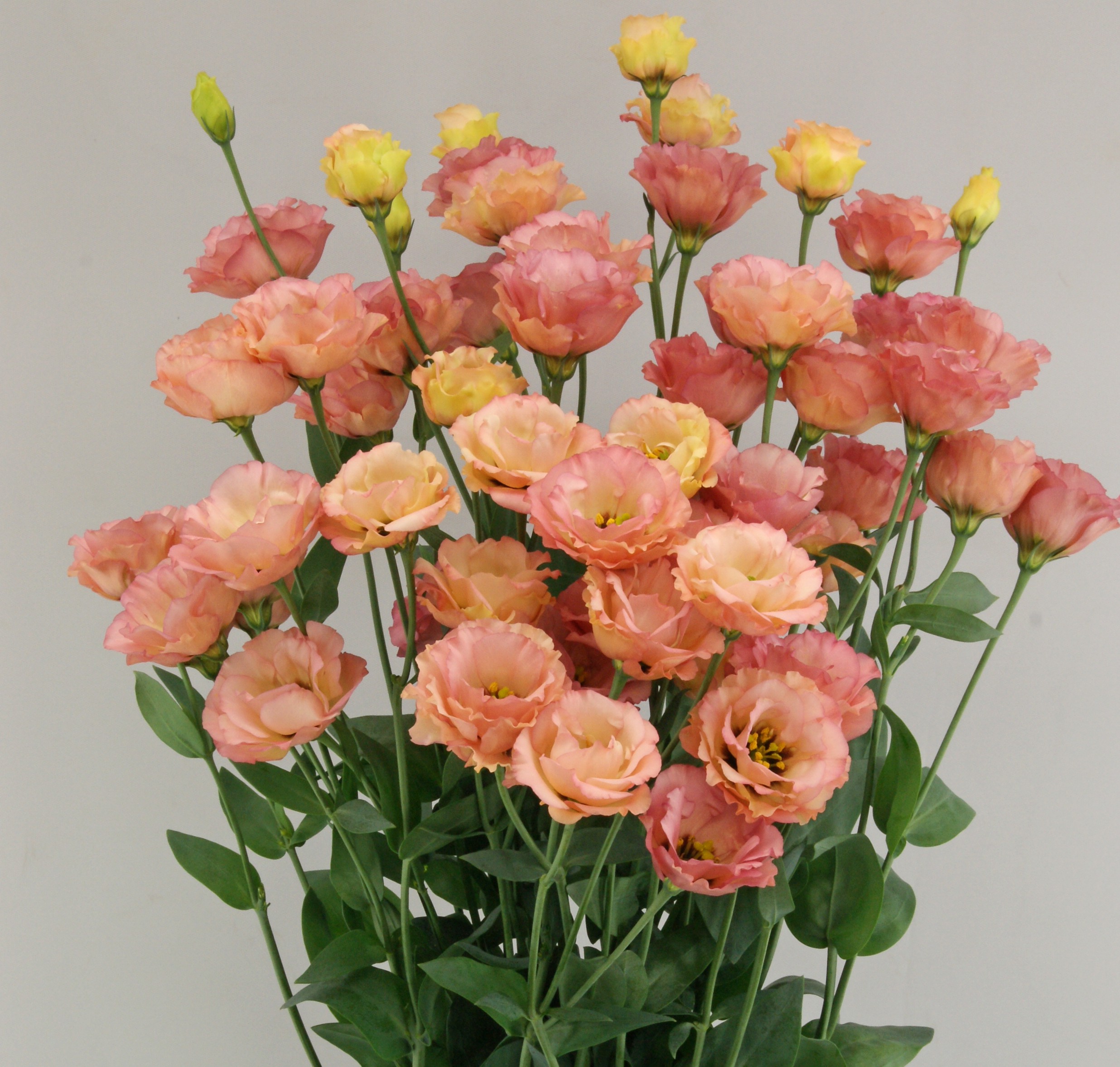 F02-015 Little Summer 1 Orange