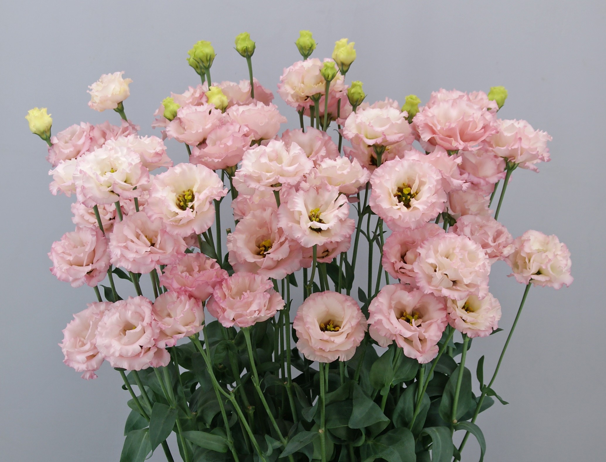 F07-524 Little Summer 1 Princess