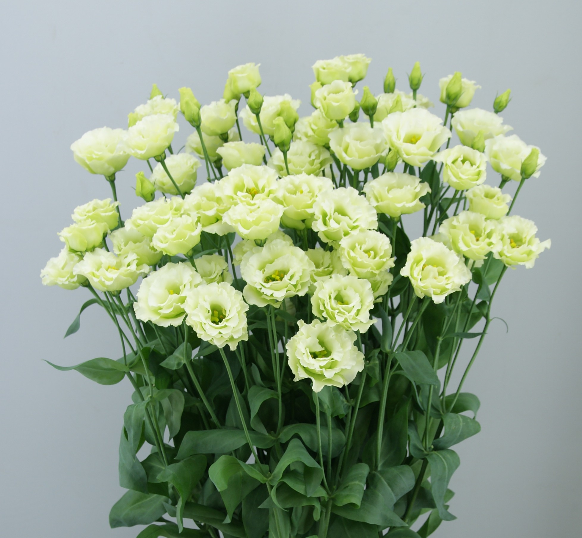 F09-092 Little Summer 2 Green