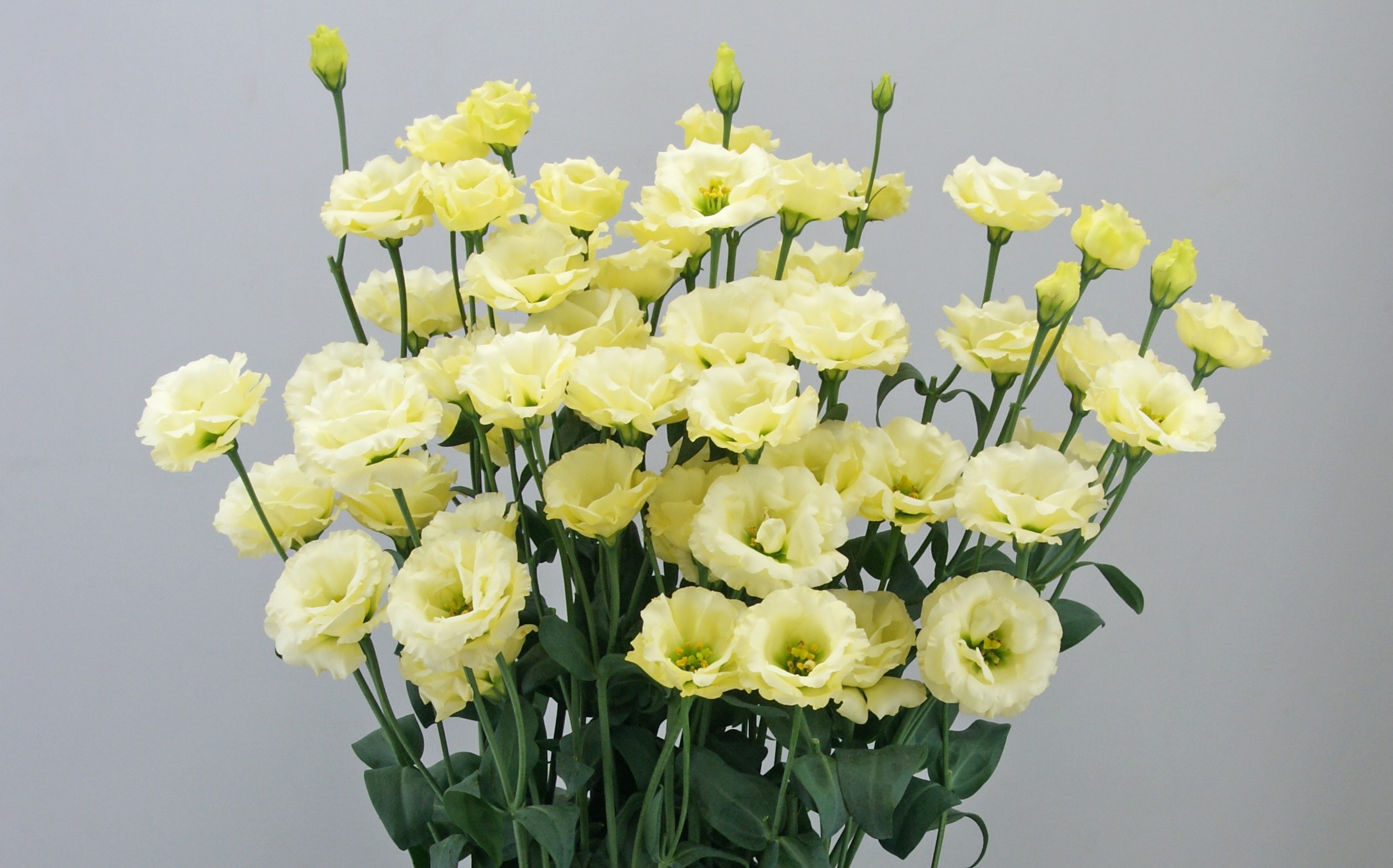 F02-016 Little Summer 1 Yellow